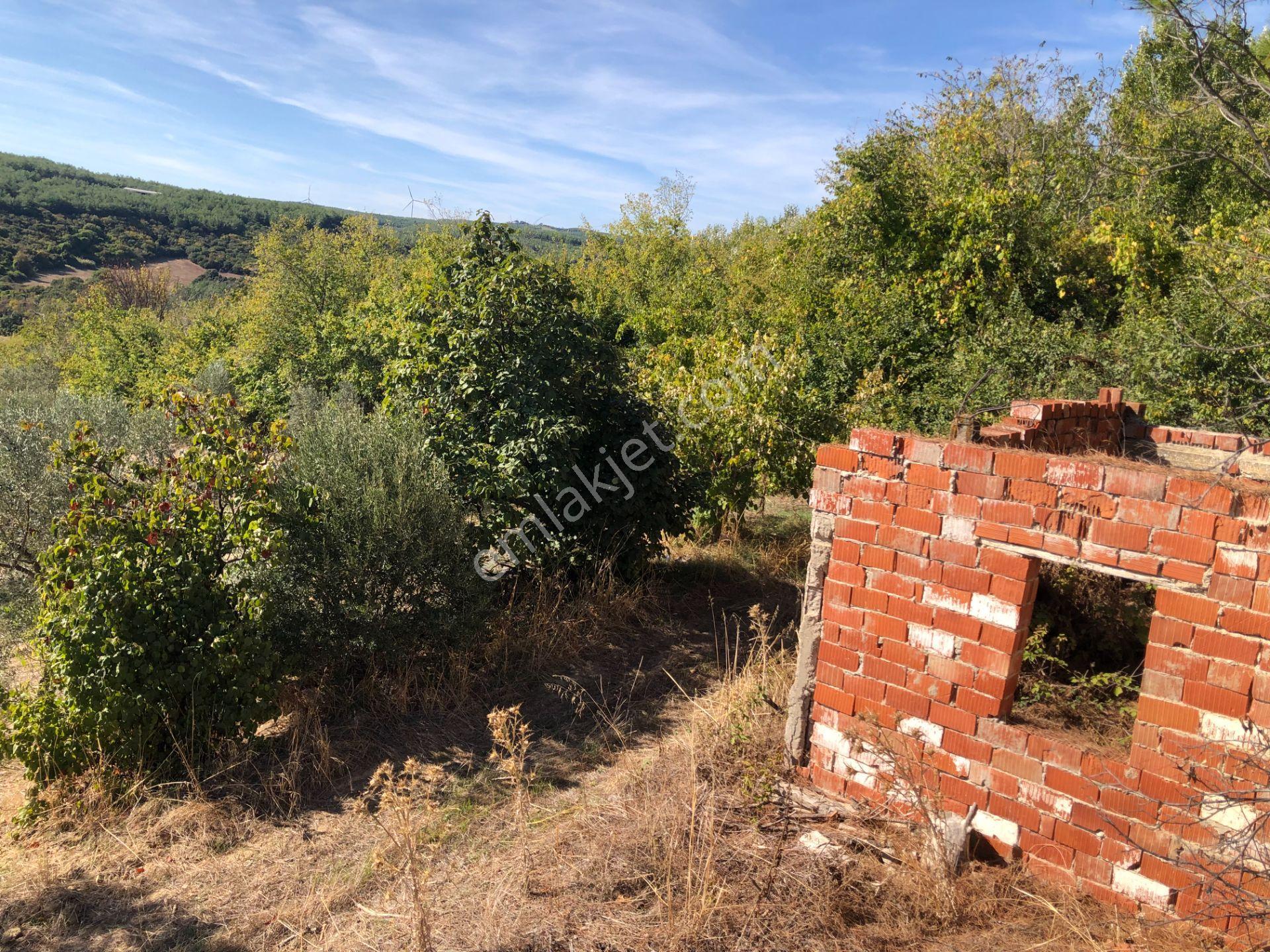 Şarköyde Işık Emlaktan Camikebir Mah De 19260 M2 Zeytinlik - Görsel 21