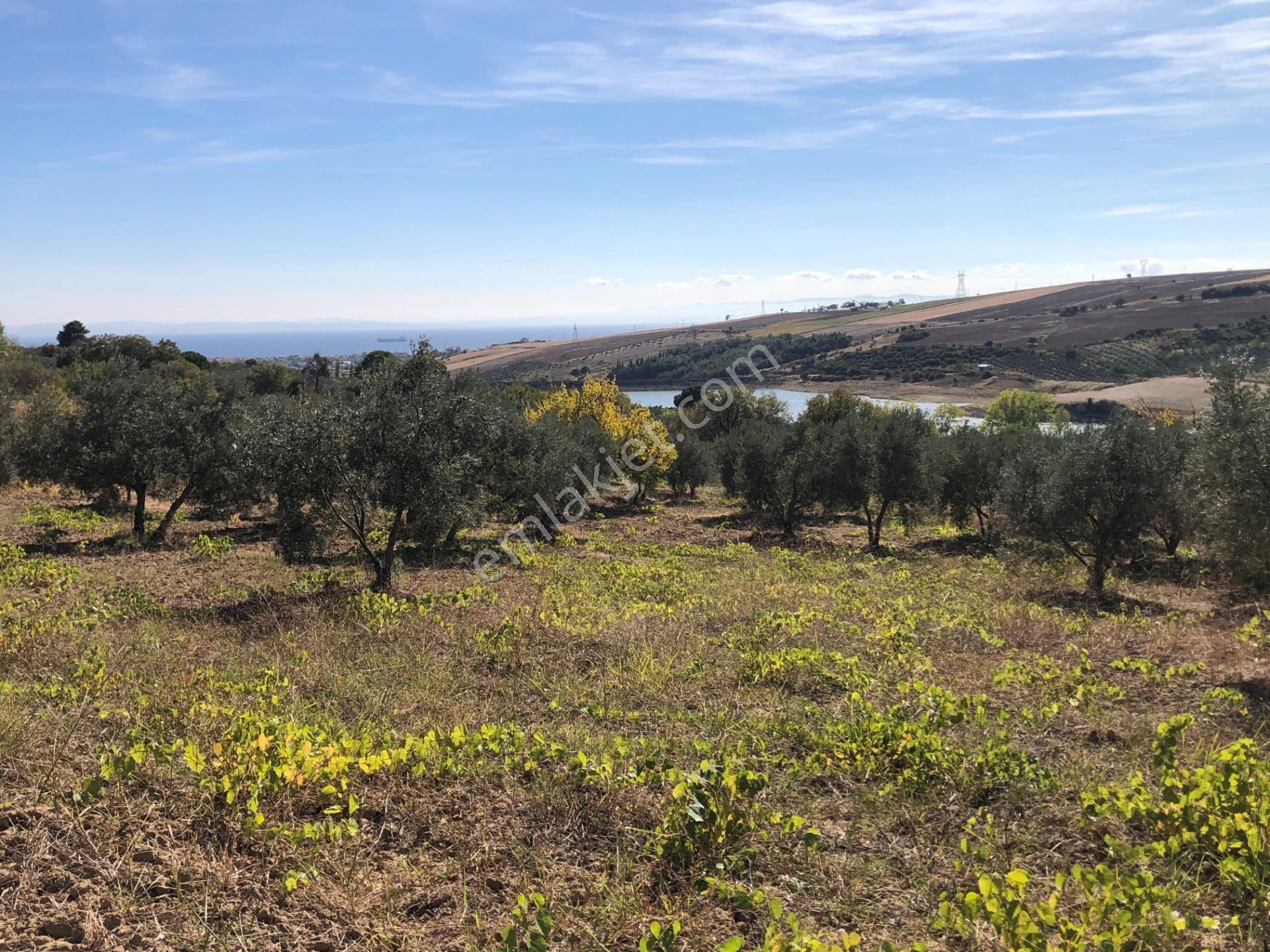 Şarköyde Işık Emlaktan Camikebir Mah De 19260 M2 Zeytinlik - Görsel 9