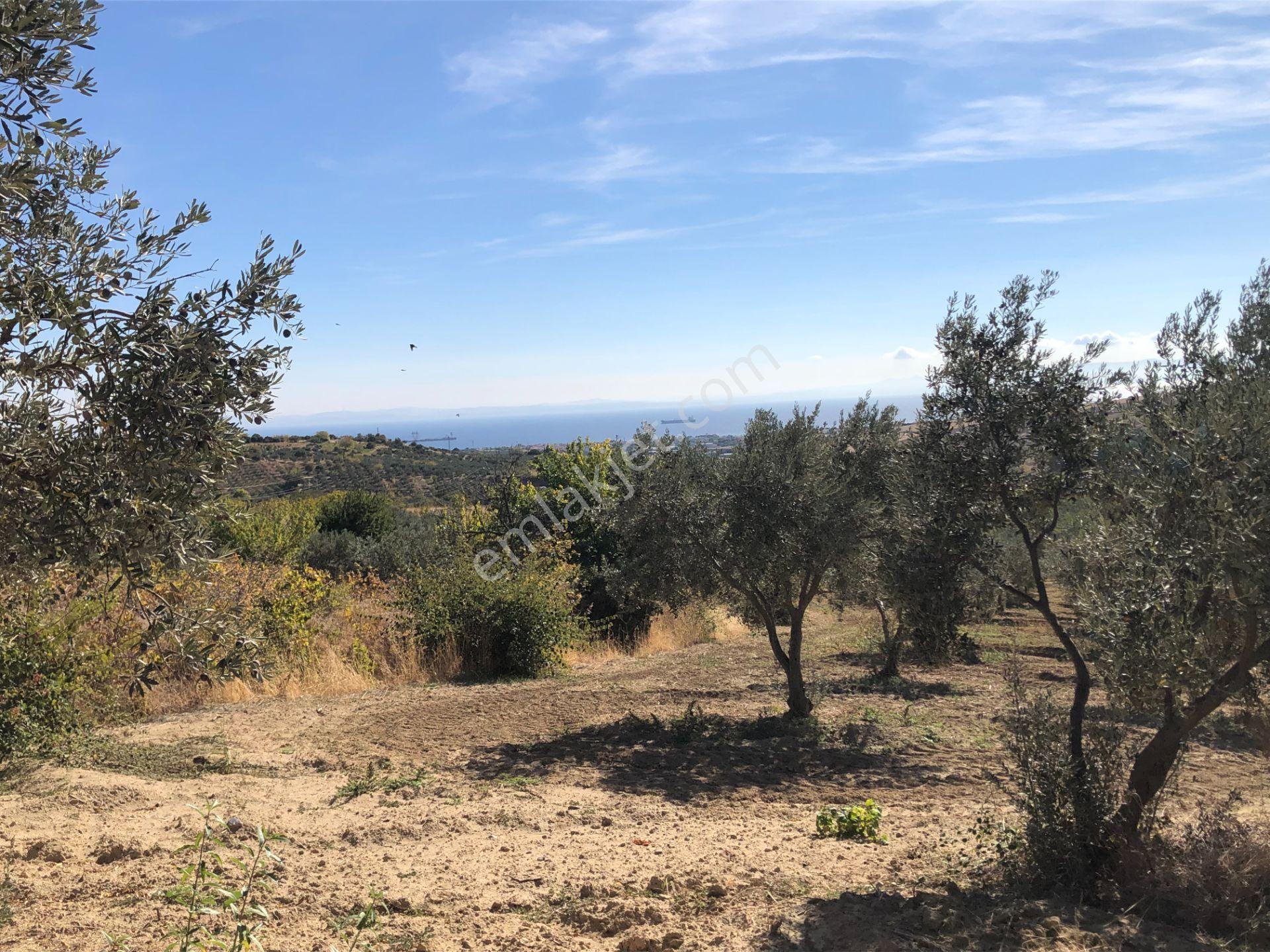 Şarköyde Işık Emlaktan Camikebir Mah De 19260 M2 Zeytinlik - Görsel 6