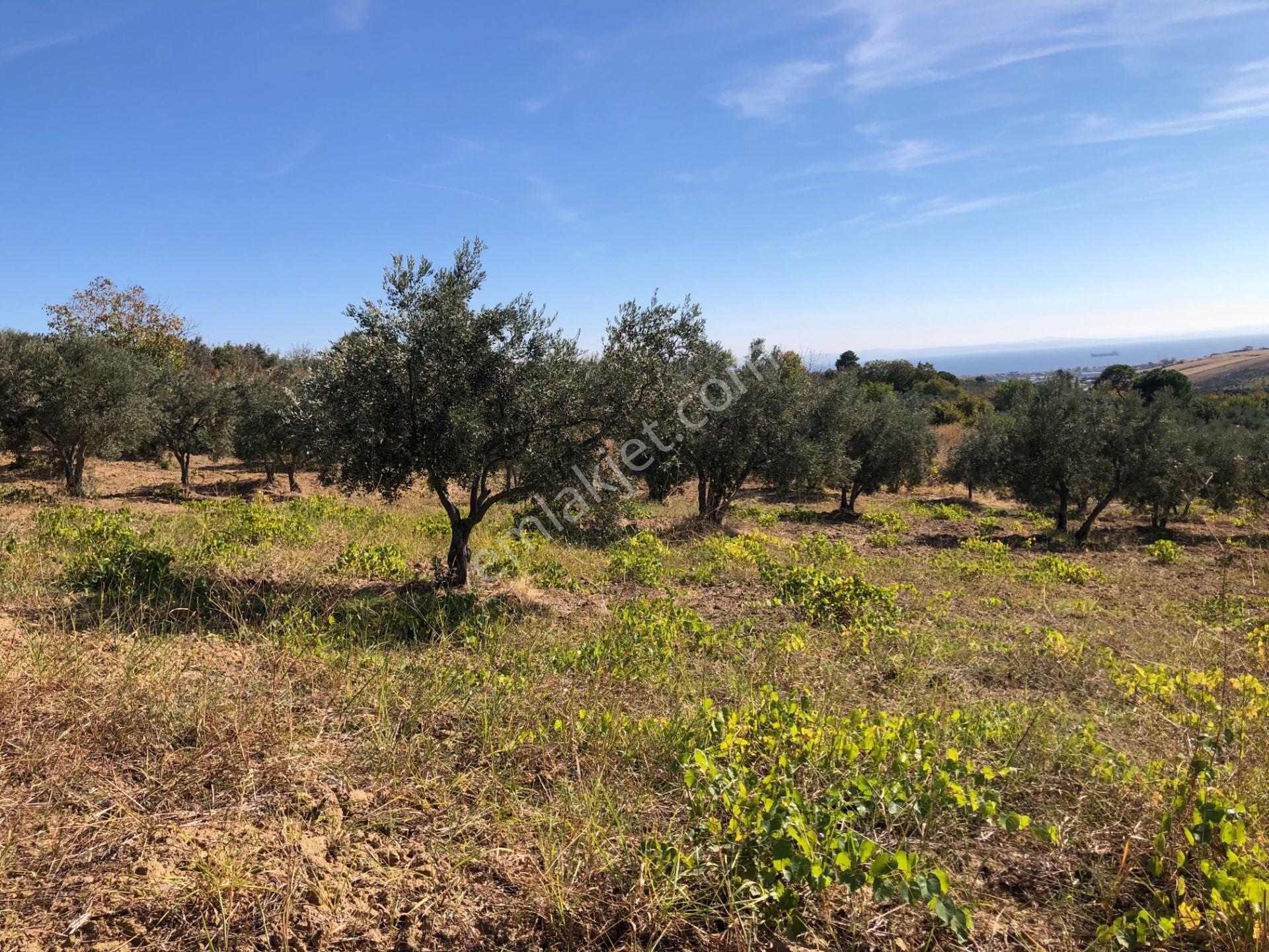 Şarköyde Işık Emlaktan Camikebir Mah De 19260 M2 Zeytinlik - Görsel 11