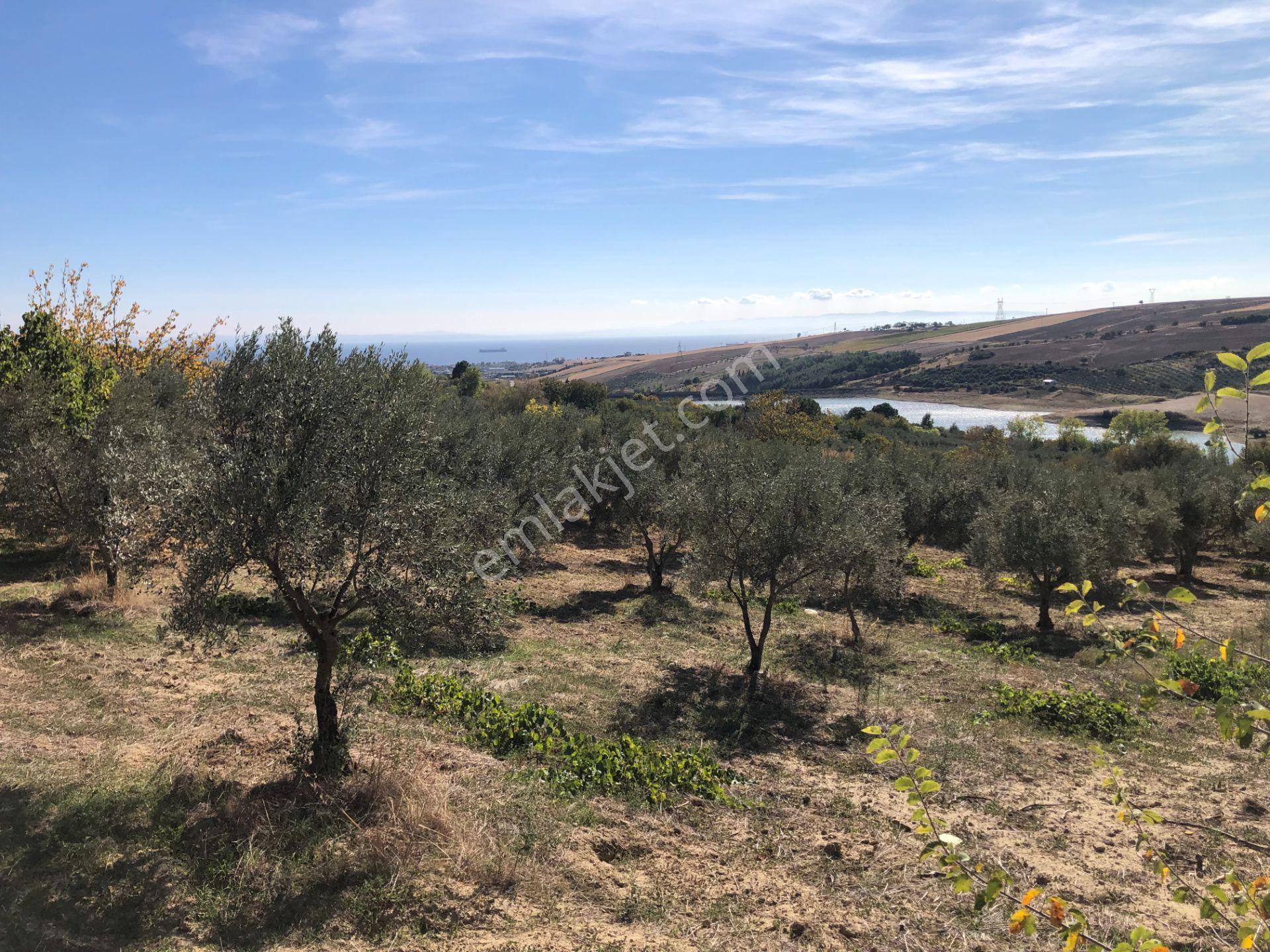 Şarköyde Işık Emlaktan Camikebir Mah De 19260 M2 Zeytinlik - Görsel 25