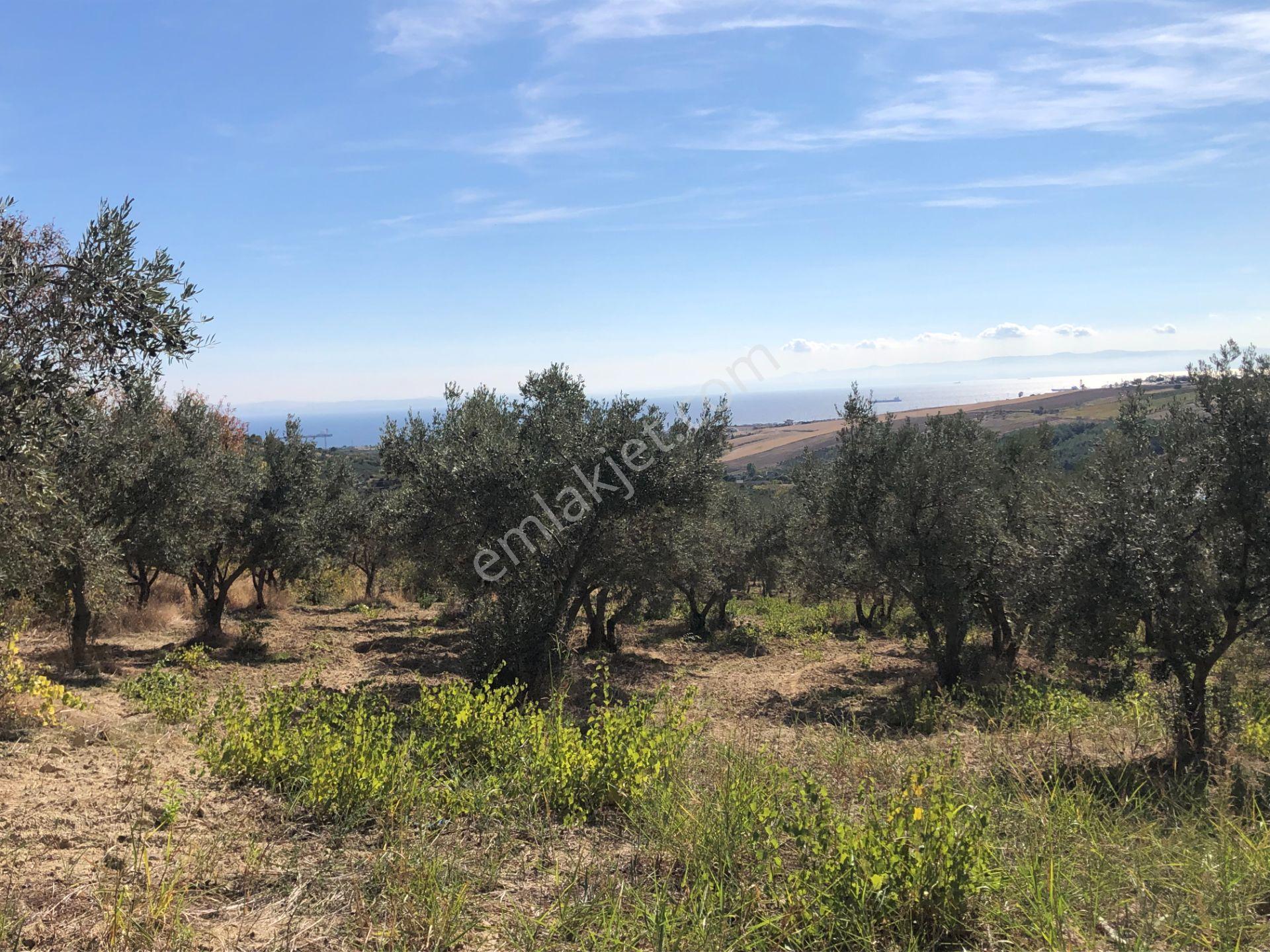 Şarköyde Işık Emlaktan Camikebir Mah De 19260 M2 Zeytinlik - Görsel 26
