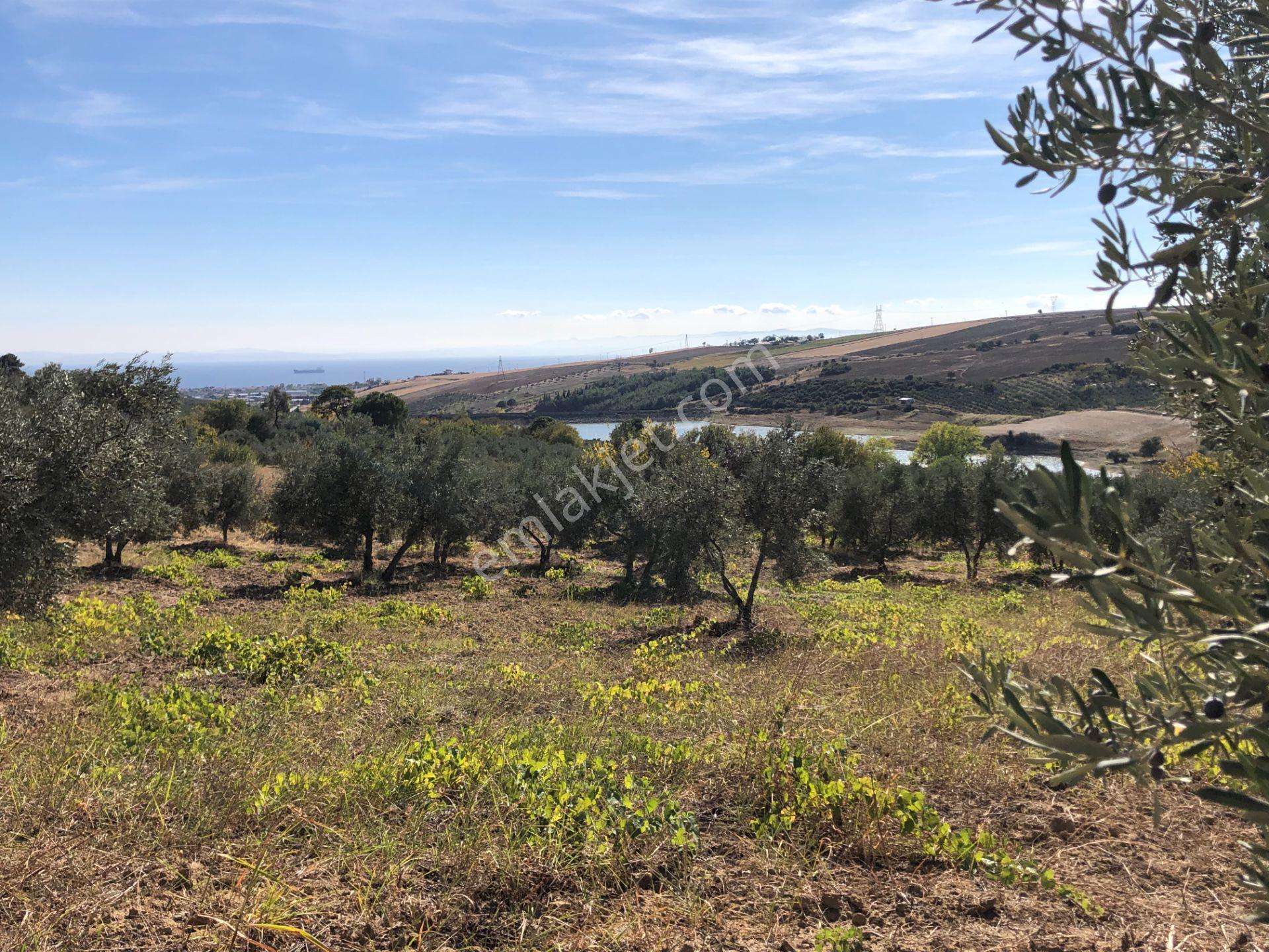 Şarköyde Işık Emlaktan Camikebir Mah De 19260 M2 Zeytinlik - Görsel 7