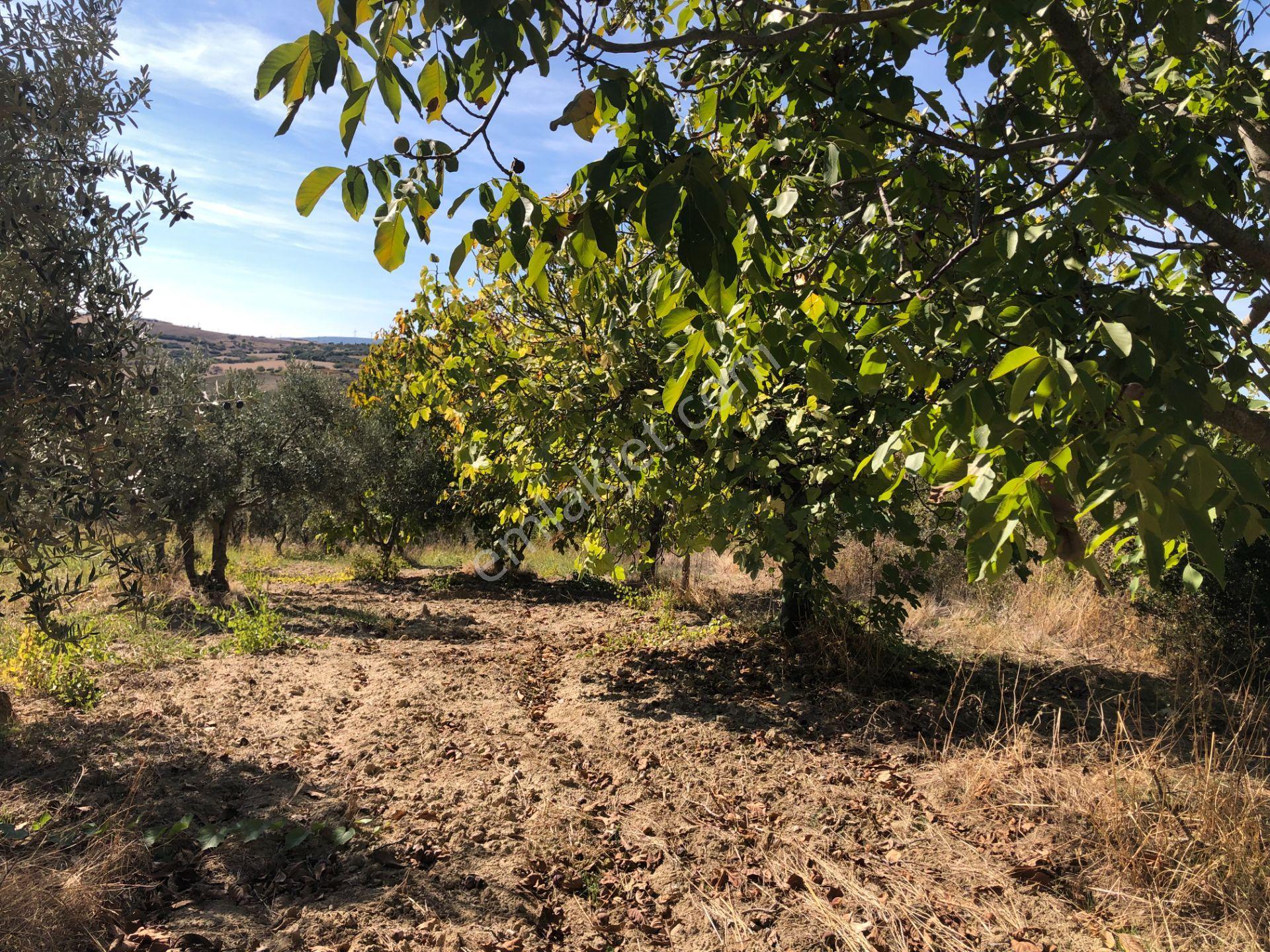 Şarköyde Işık Emlaktan Camikebir Mah De 19260 M2 Zeytinlik - Görsel 27