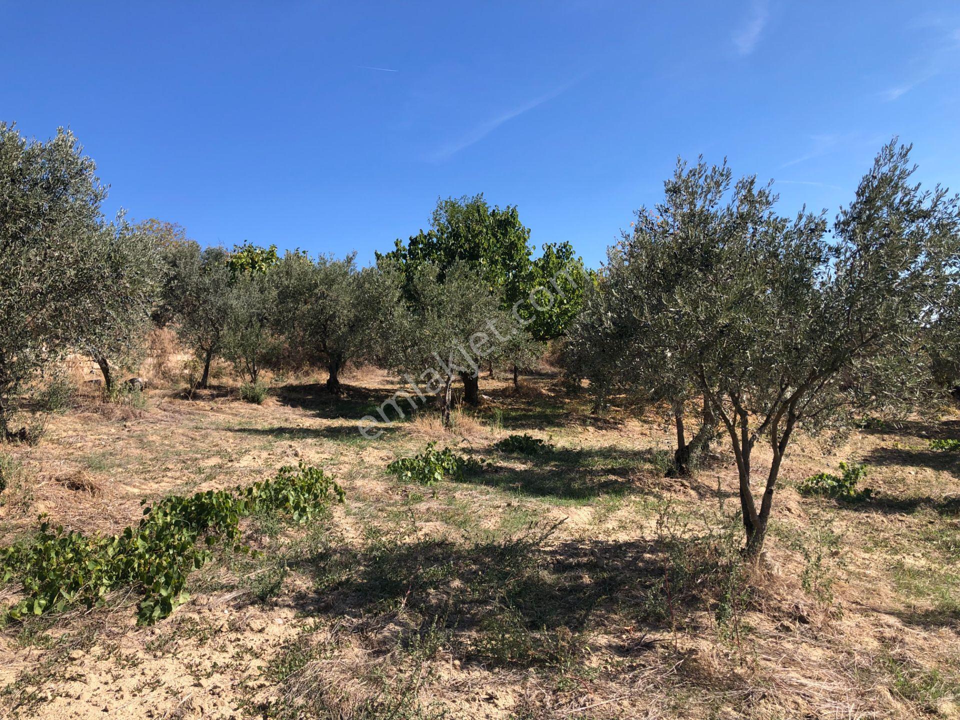 Şarköyde Işık Emlaktan Camikebir Mah De 19260 M2 Zeytinlik - Görsel 17
