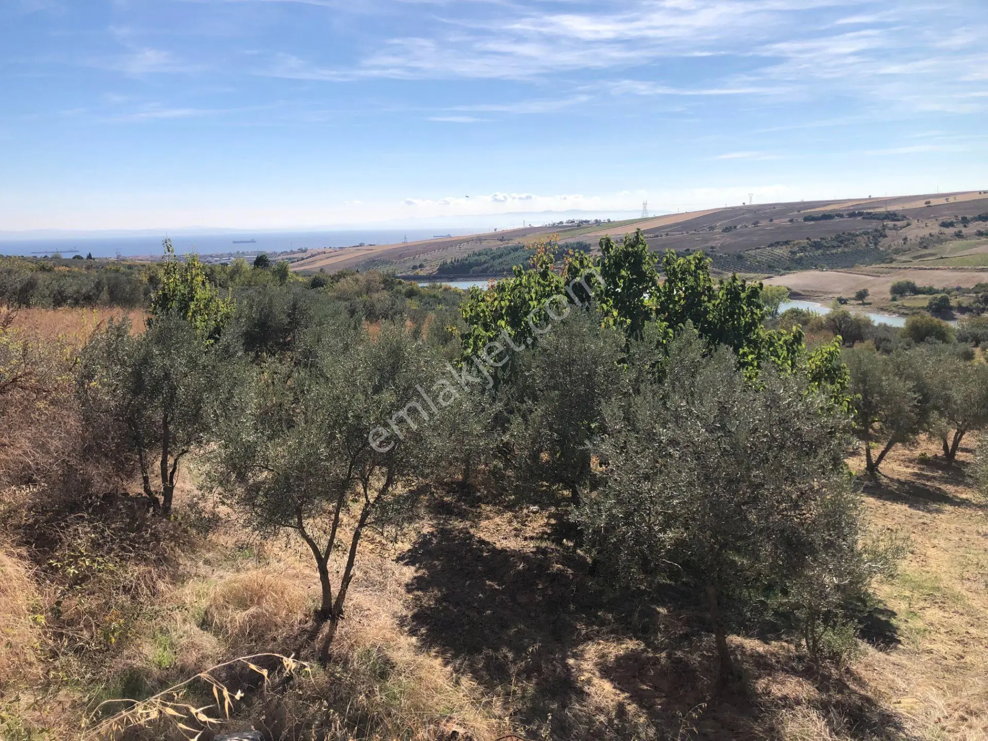 Şarköyde Işık Emlaktan Camikebir Mah De 19260 M2 Zeytinlik - Görsel 3