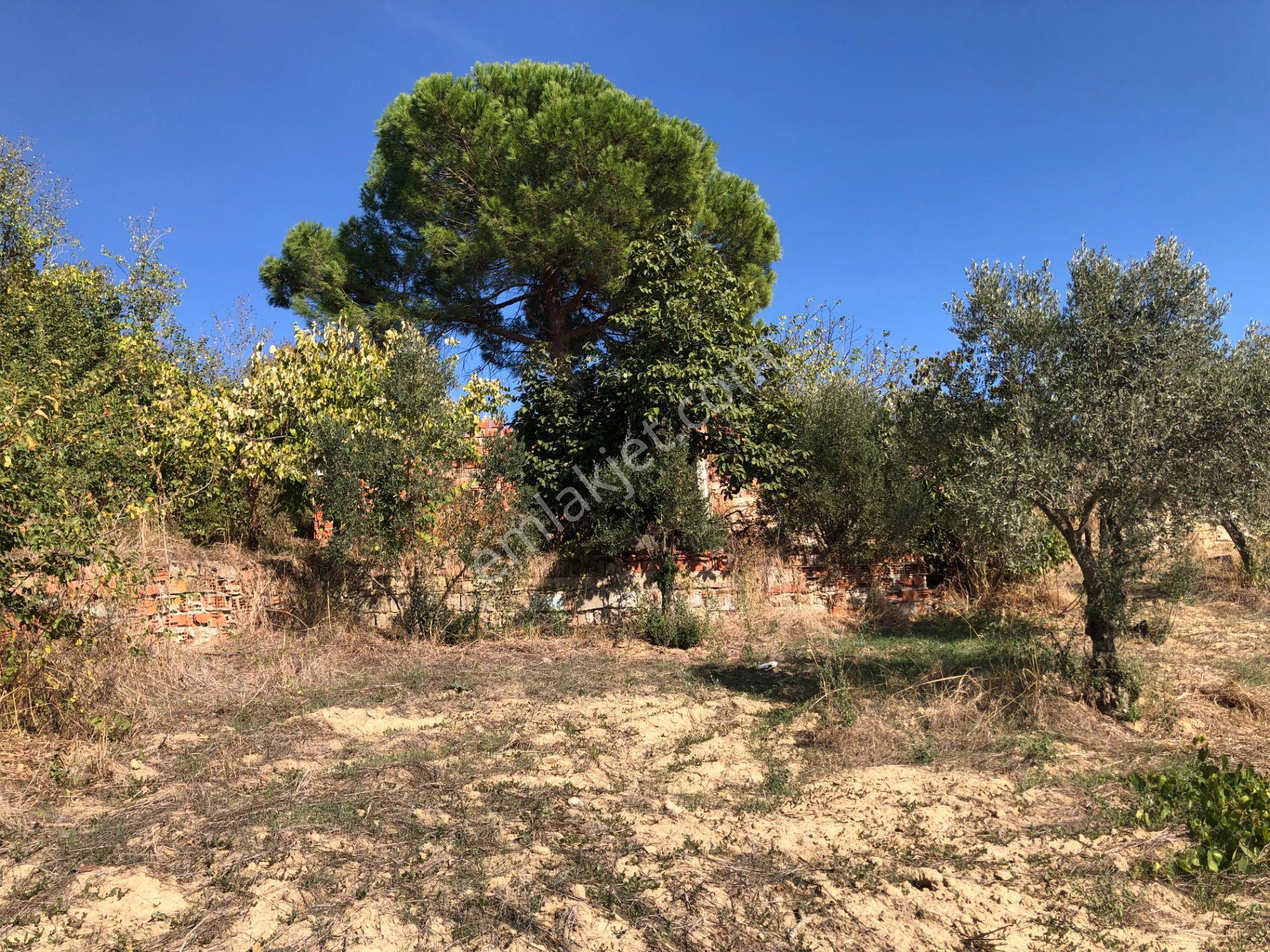 Şarköyde Işık Emlaktan Camikebir Mah De 19260 M2 Zeytinlik - Görsel 22