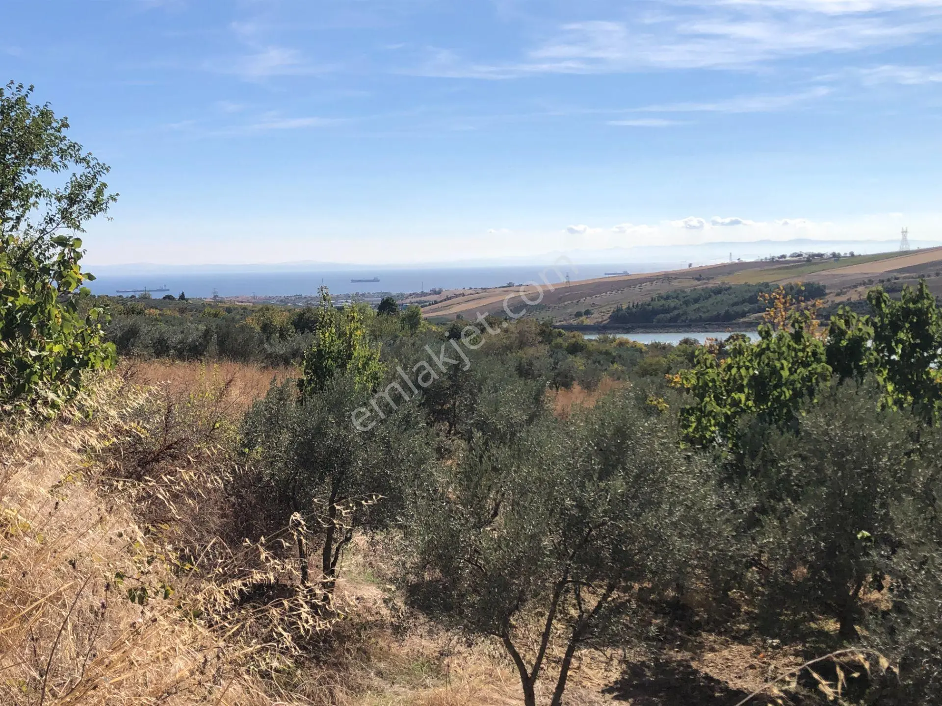 Şarköyde Işık Emlaktan Camikebir Mah De 19260 M2 Zeytinlik - Görsel 2