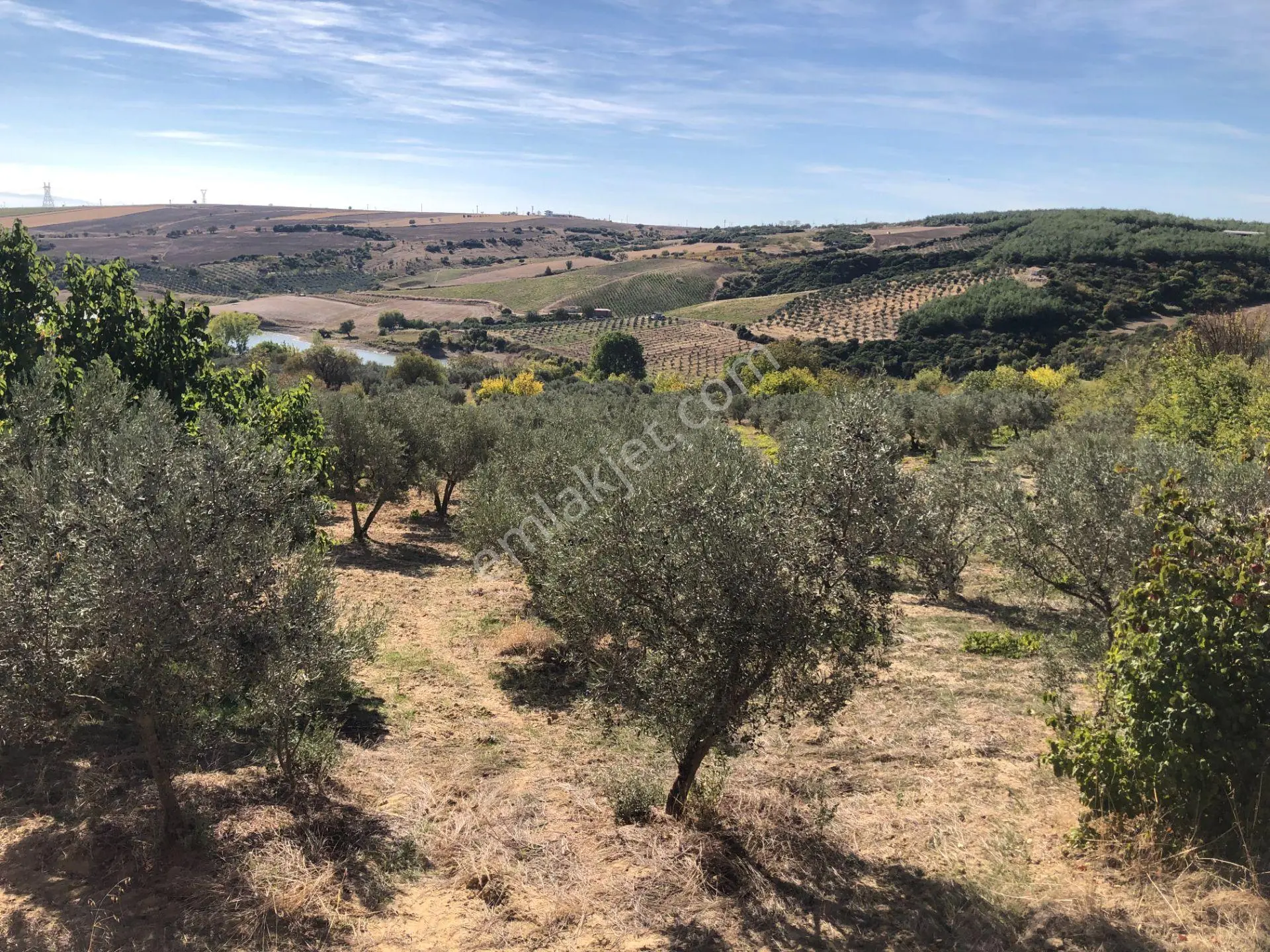 Şarköyde Işık Emlaktan Camikebir Mah De 19260 M2 Zeytinlik - Görsel 4