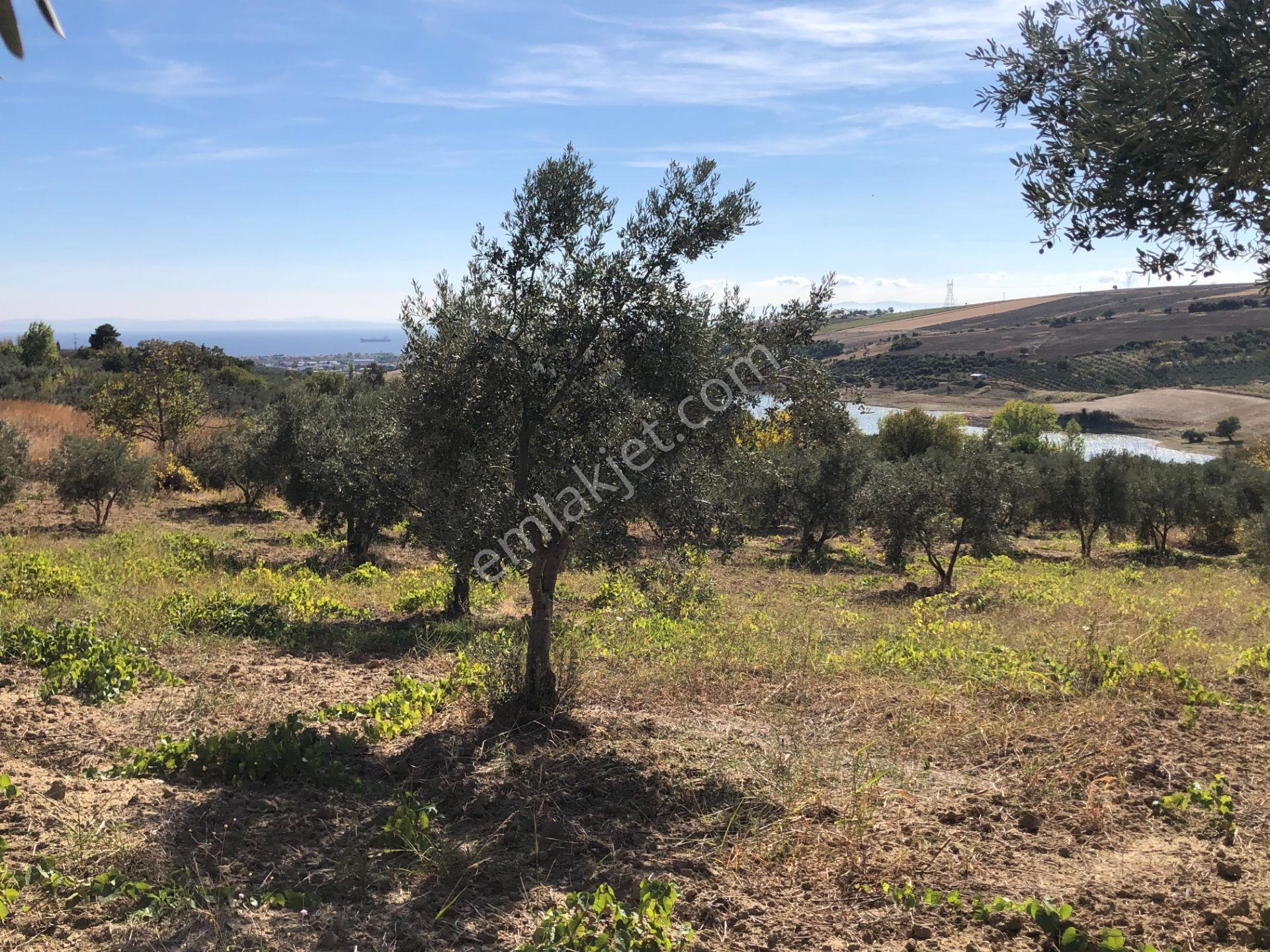 Şarköyde Işık Emlaktan Camikebir Mah De 19260 M2 Zeytinlik - Görsel 8