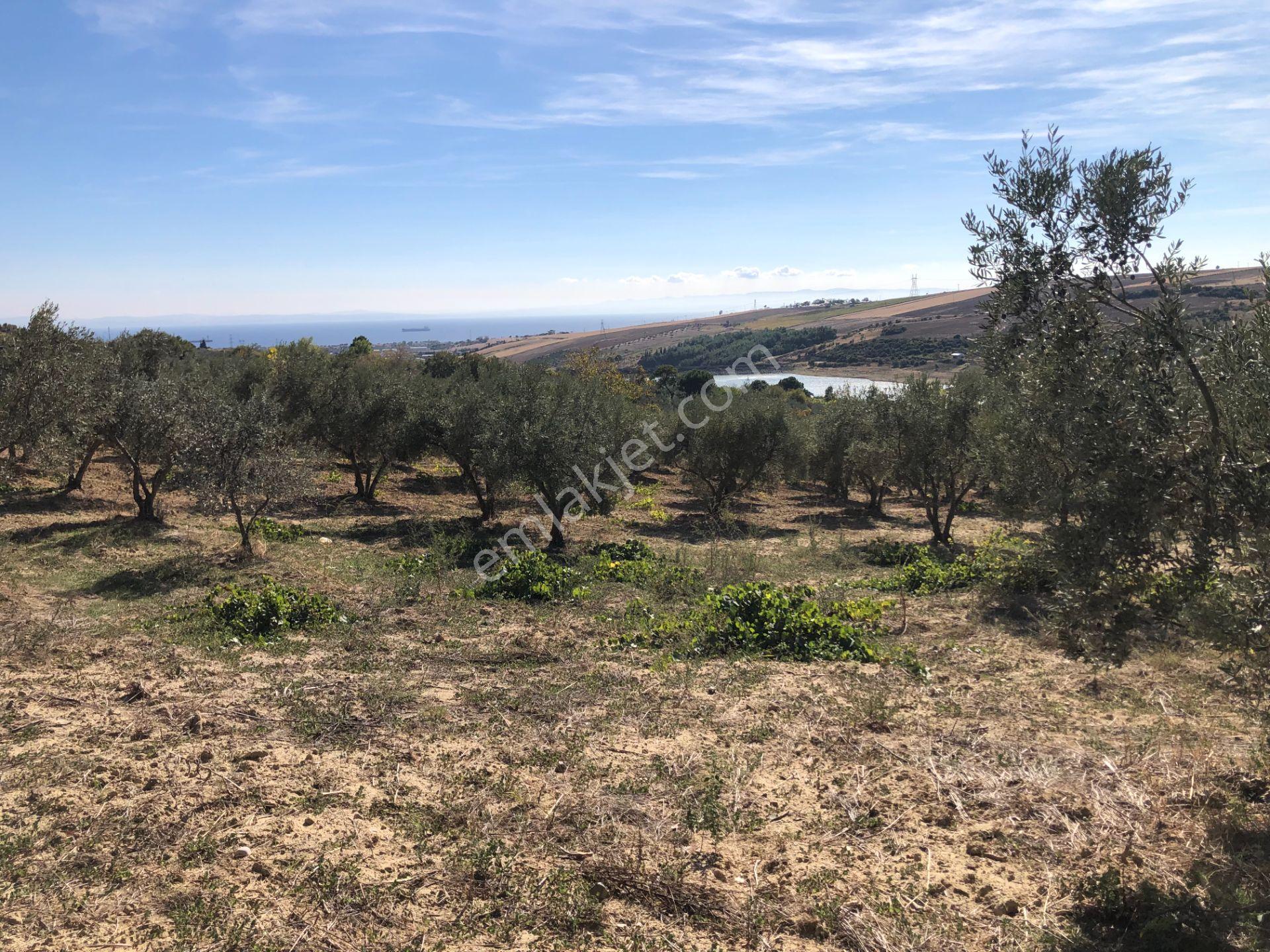 Şarköyde Işık Emlaktan Camikebir Mah De 19260 M2 Zeytinlik - Görsel 19