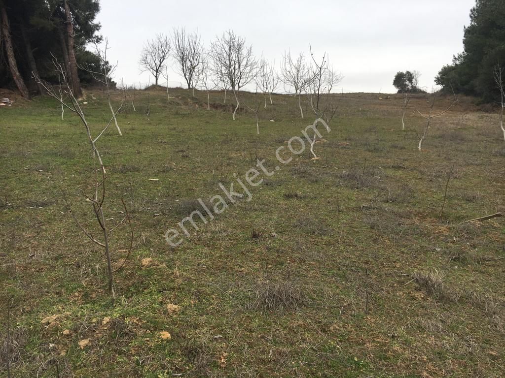 Şarköy İğdebağları Satılık Tarla Yatırımlık Cevizlik Burak Emlaktan