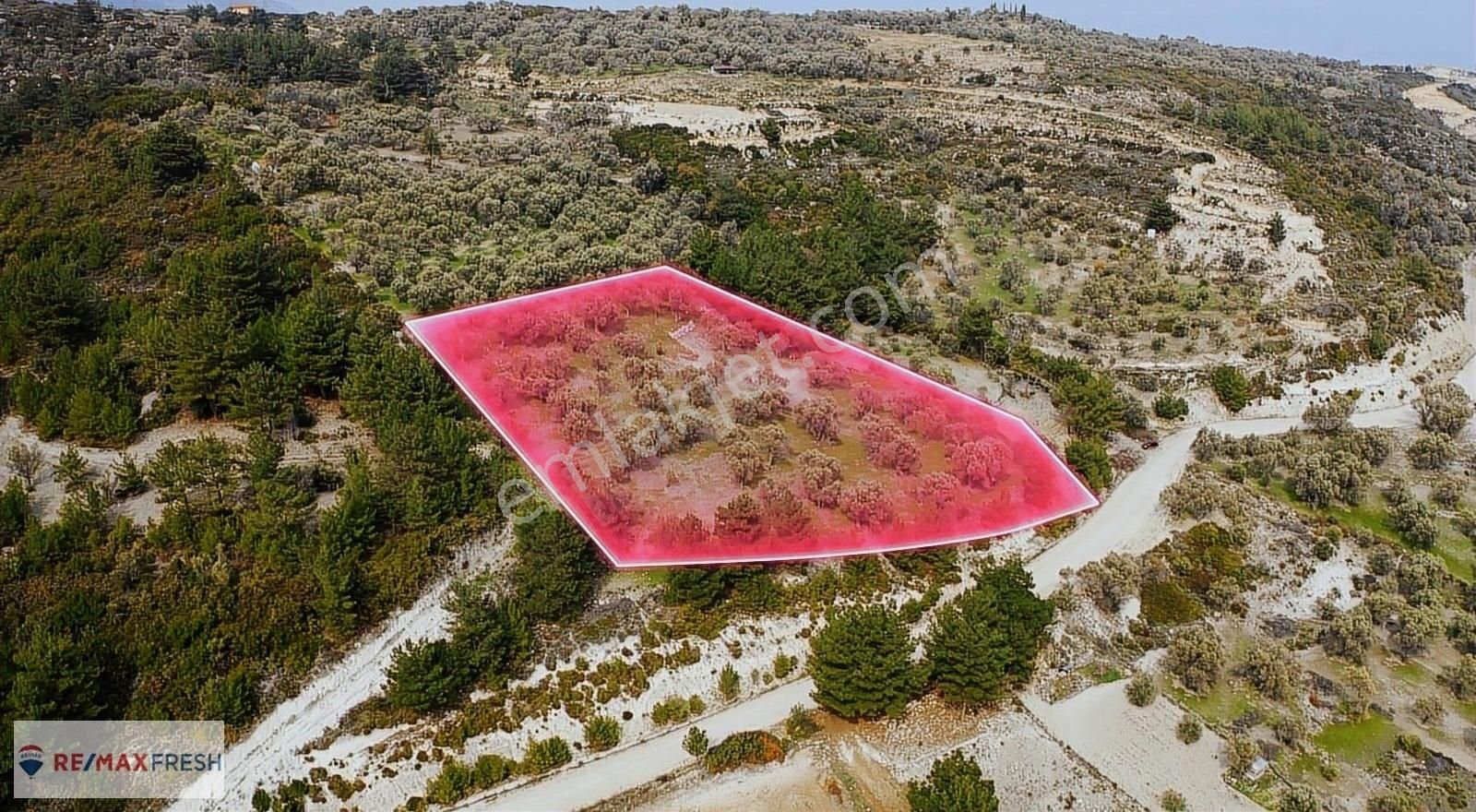 Karaburun Eğlenhoca Satılık Zeytinlik Karaburun Eğlenhoca'da Tarım İmarına Uygun Satılık Arazi