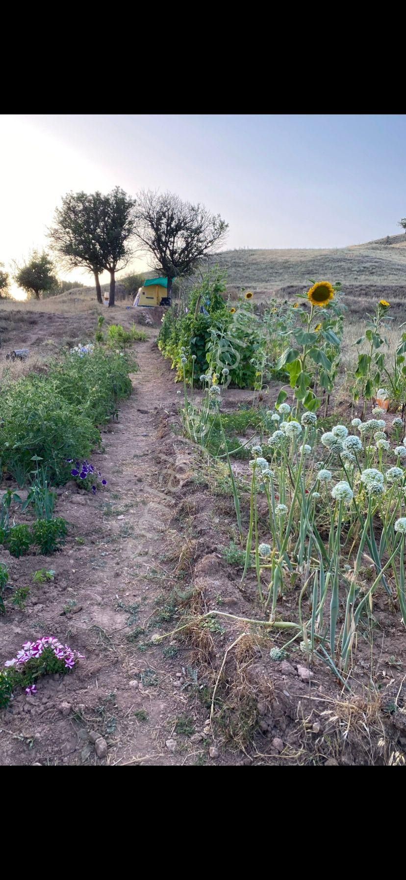 Söğüt Zemzemiye Köyü Satılık Tarla Çetinerden Zemzemiye Köyünde 186 M2 Müstakil Tapu Bahçe