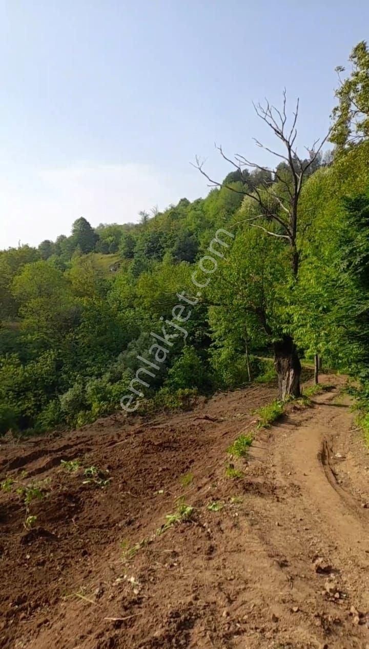 Yalova Merkez Sugören Köyü (Merkez) Satılık Tarla EMLAKYAP NO77'DEN YALOVA SUGÖREN'DE YATIRIMLIK SATILIK TARLA