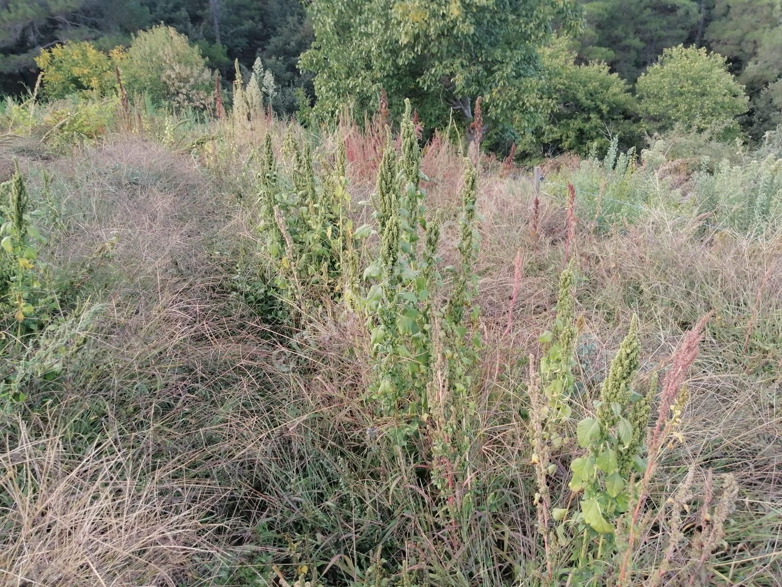 İzmir Torbalı Gold Emlaktan Alankıyıda Satılık Sebze Bahçesi - Görsel 5