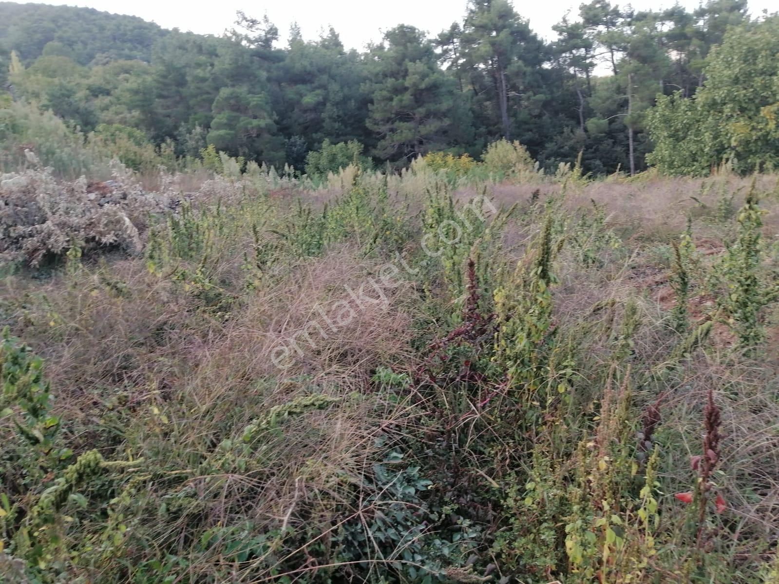 İzmir Torbalı Gold Emlaktan Alankıyıda Satılık Sebze Bahçesi - Görsel 9