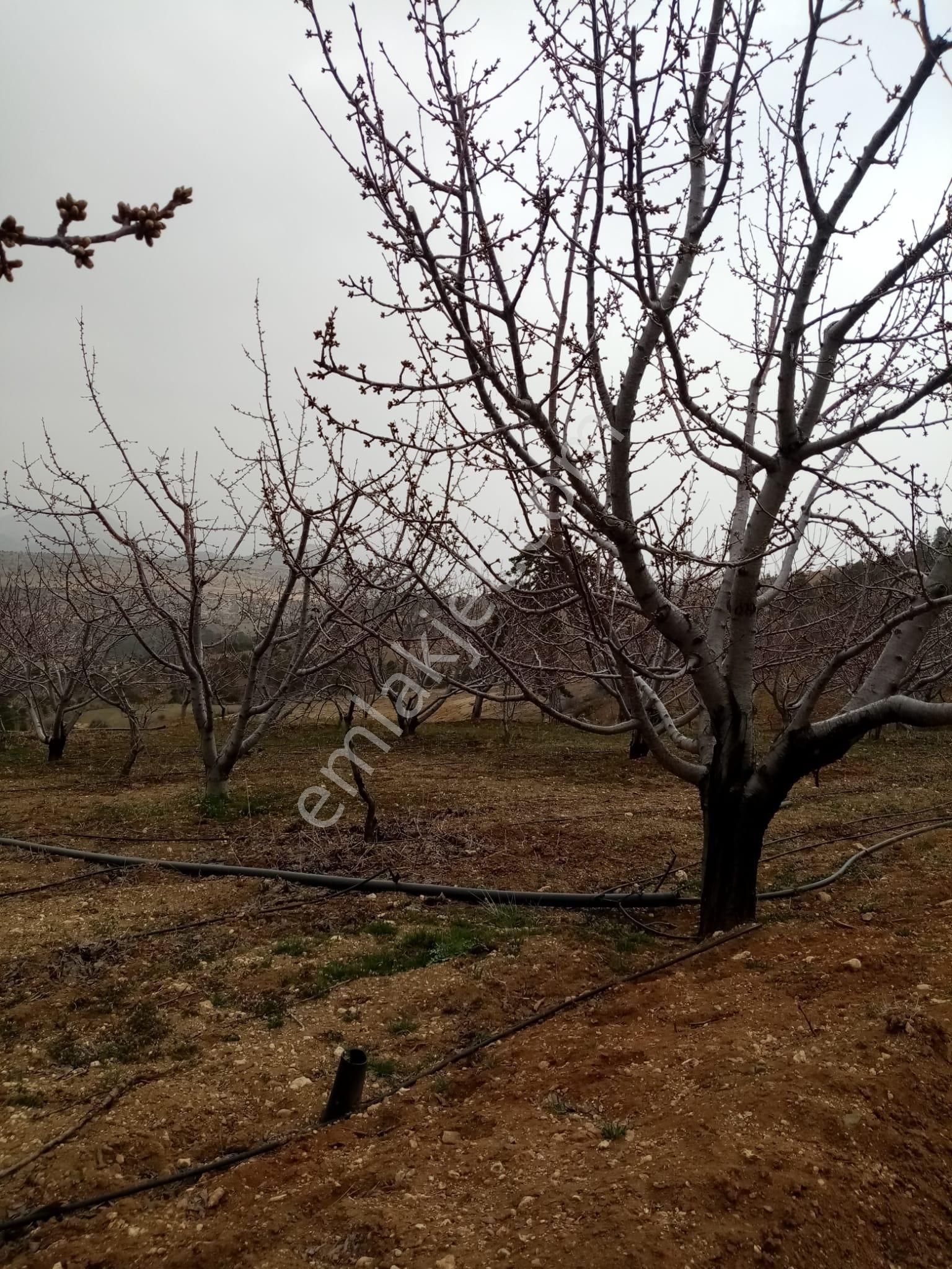 Mut Özlü Satılık Bağ & Bahçe ENES EMLAK'tan ÖZLÜ MAHALLESİNDE SATILIK DAİRE