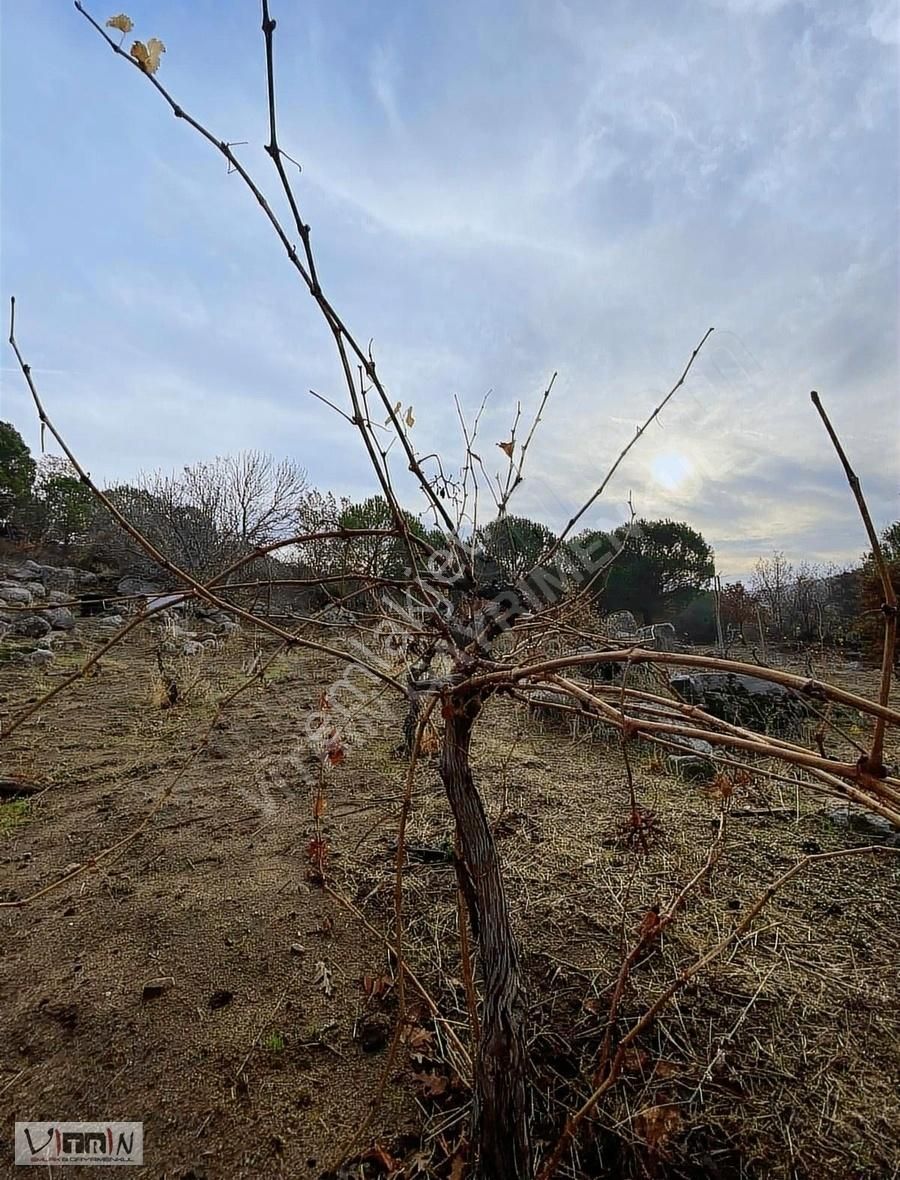 Vitrinden Yeni Trend Bağyüzünde 2652 M2 Bağ - Görsel 30