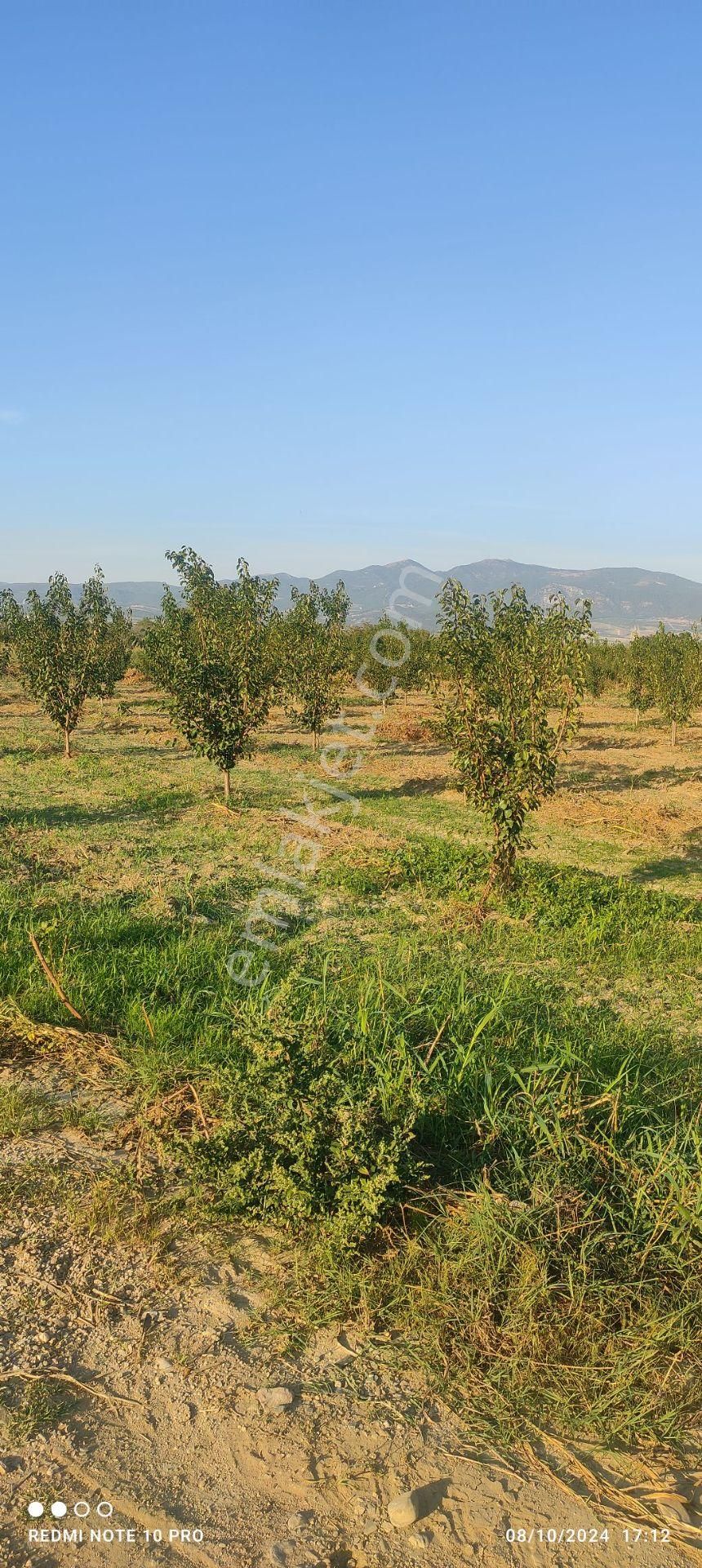 Turgutlu İstasyonaltı Satılık Tarla  8.MINTIKADA BULUNAN KAYISI BAHÇESİ (İLAYDA EMLAK'TAN SATILIK)