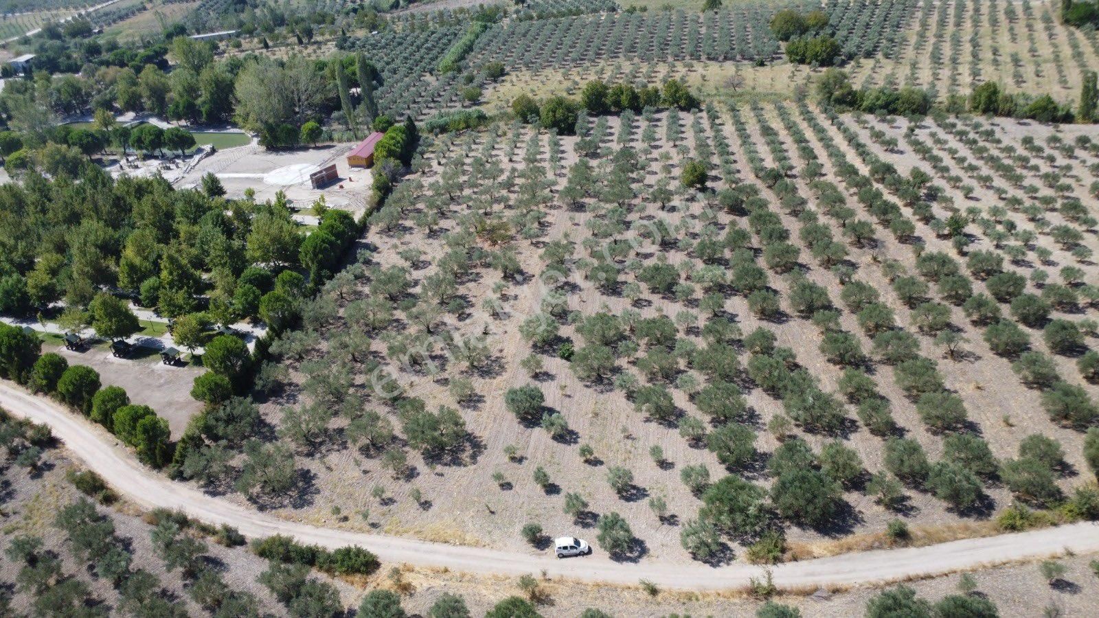 Soma Çavdır Satılık Zeytinlik SOMA ÇAVDIR KÖYÜ ZEYTİNLİK