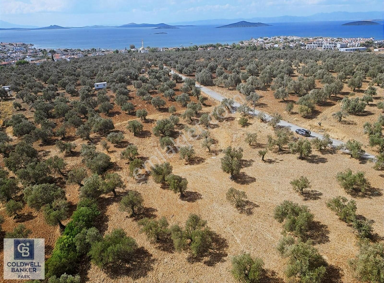 Ayvalık Sahil Kent Satılık Zeytinlik Ayvalık Sakarya'da Yola Cepheli 23 Dönüm Zeytinlik