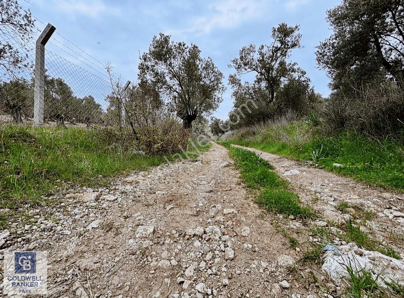 Ayvalık Sahil Kent Satılık Zeytinlik Ayvalık'da Satılık Müstakil Parsel Zeytinlik