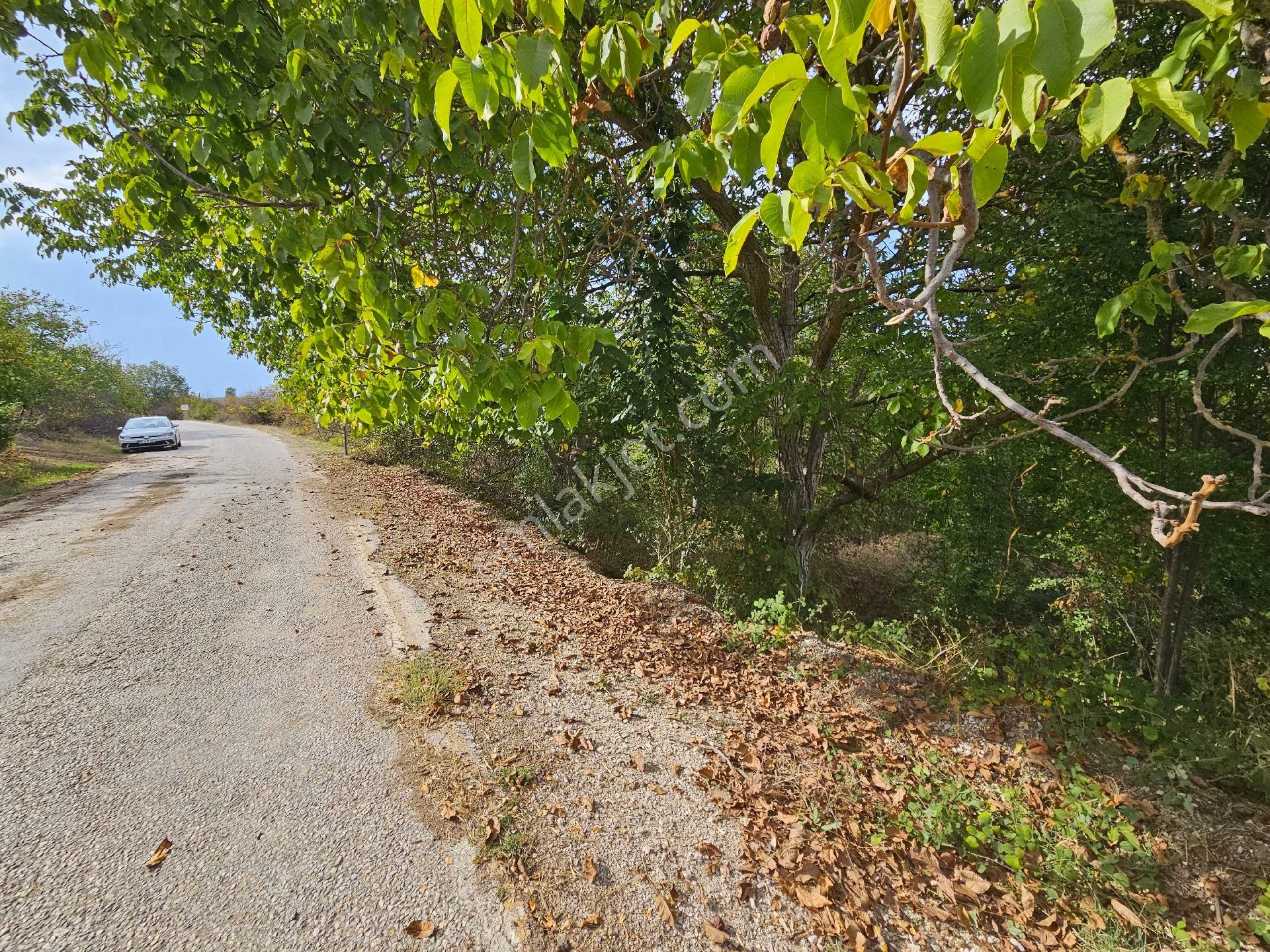 Gölpazarı Türkmen Köyü Satılık Tarla Sevgim'den Gölpazarı Türkmen Köyü'nde Satılık Yola Cephe Tarla