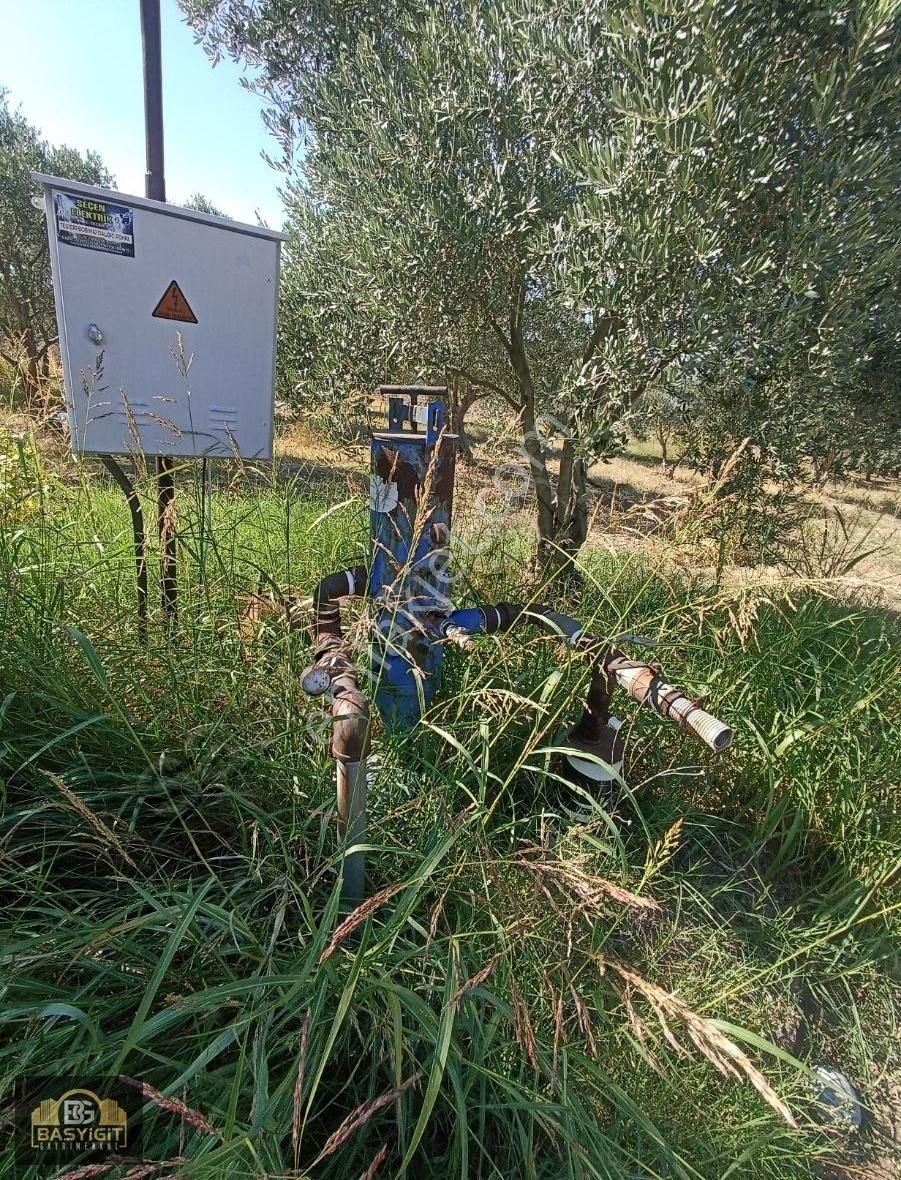 Akhisar Bekirler Satılık Zeytinlik Bekirler Mah.14 Dönüm Satılık Zeytinlik Müstakil Tapu