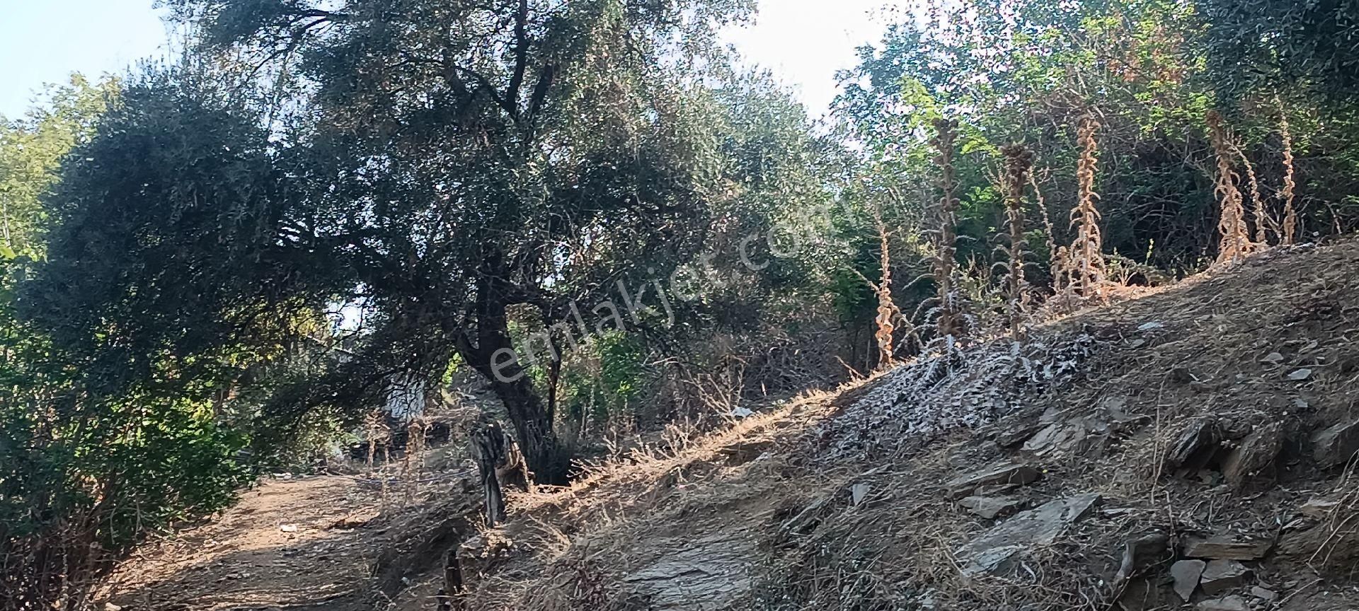 Ali Akdoğan Emlak Ofisinden Köy İçinde Satılık Avlulu Ev - Görsel 15