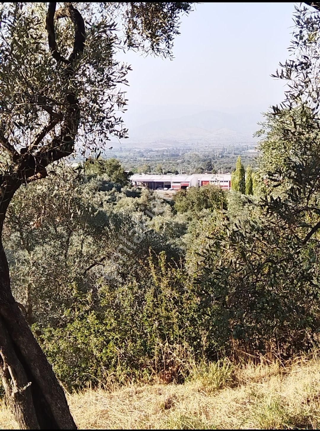 Tire Karaca Ali Satılık Tarla Satilik Zeytinlik Karacali Mah.