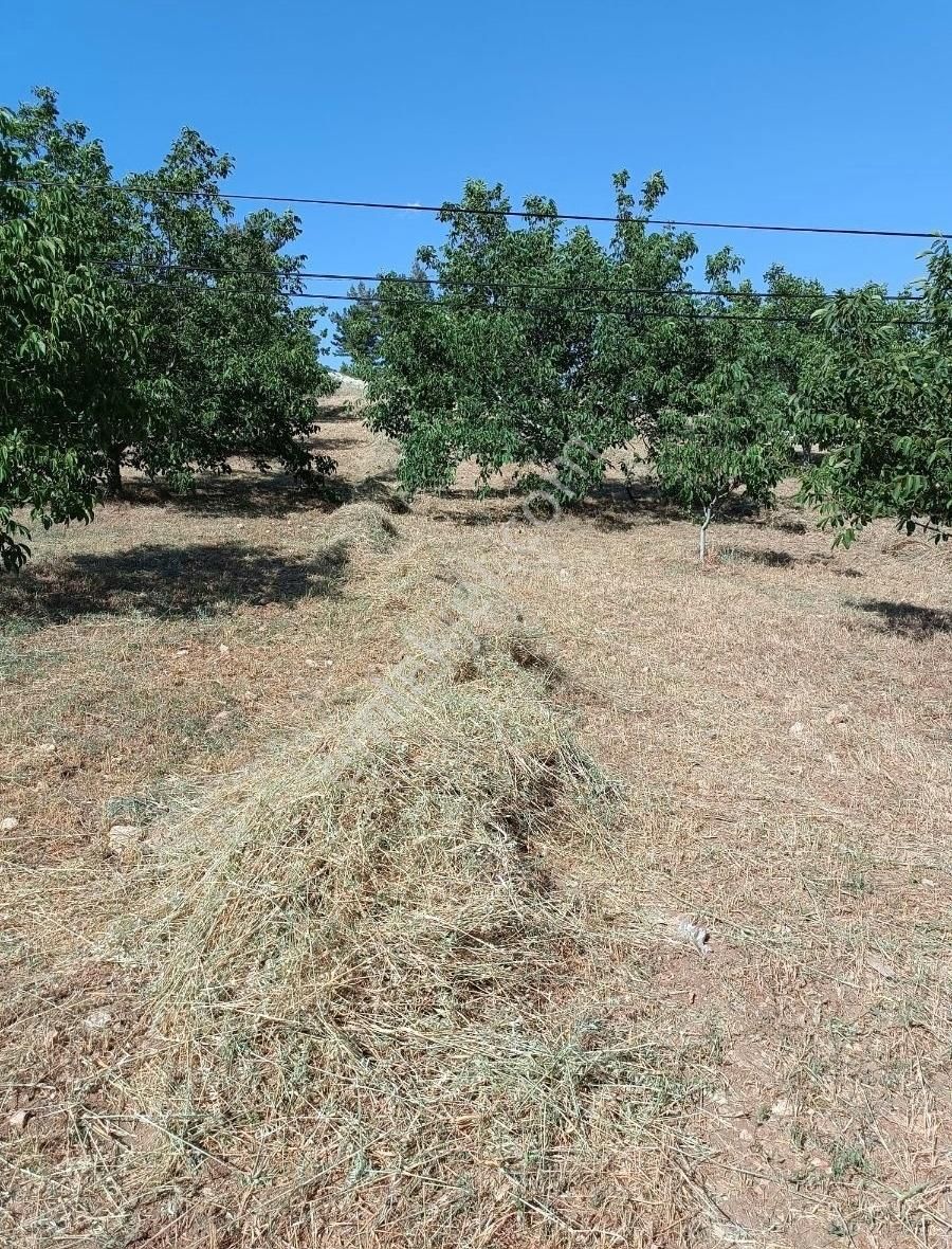 Çameli Gürsu Satılık Muhtelif Arsa FIRSAT DENİZLİ ÇAMELİ GÜRSU DA SATILIK 3,137M² TARLA