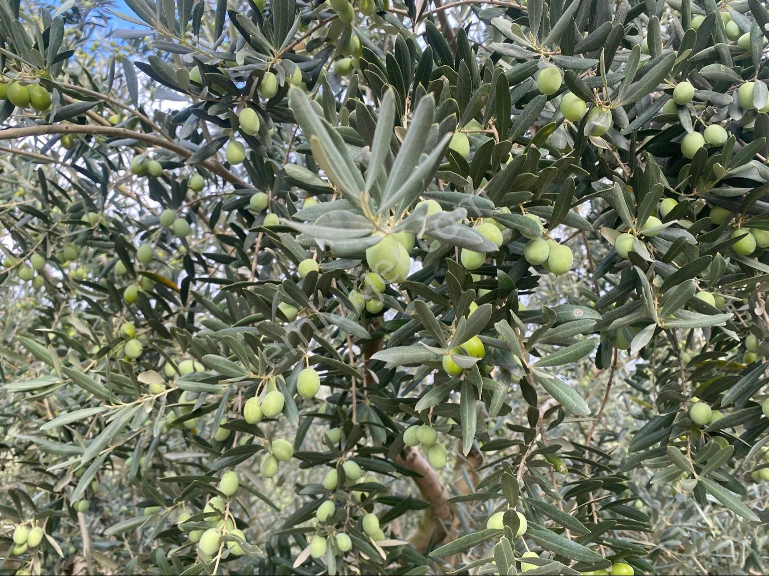 Kestel Barakfakih Satılık Tarla Alay Emlak Ofisinden Barakfakide Zeytin Bahçesi