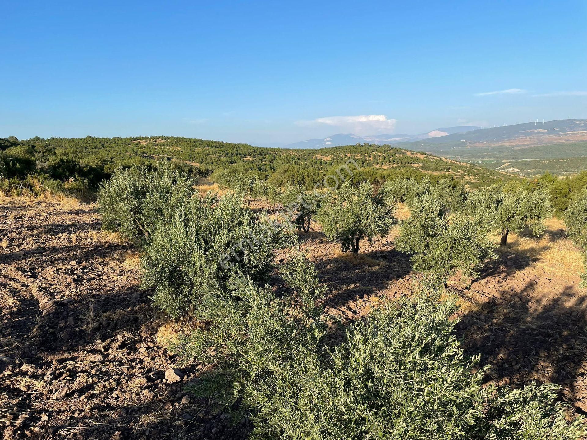 Bergama Sindel Satılık Zeytinlik Satılık Zeytinlik