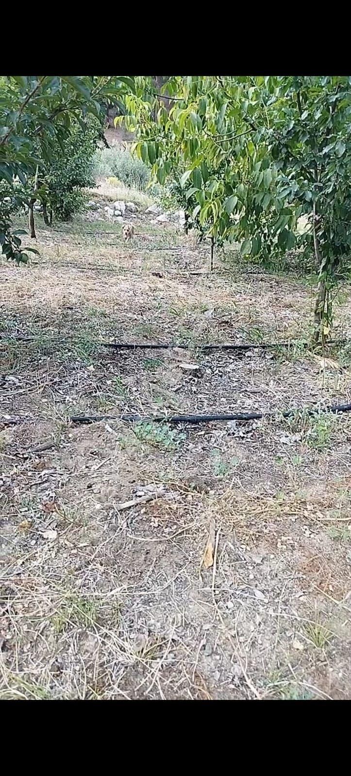 Toroslar Yavca Satılık Erik Bahçesi 6360 Metre - Görsel 3
