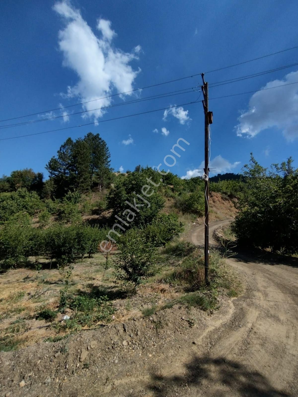 Toroslar Yavca Satılık Erik Bahçesi 6360 Metre - Görsel 2