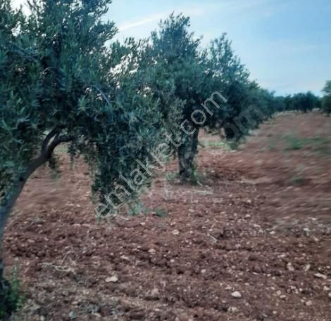 Şahinbey Zeytinli Satılık Bağ & Bahçe  Zeytinli - Şahinbey'de imar yanı satılık arazi 