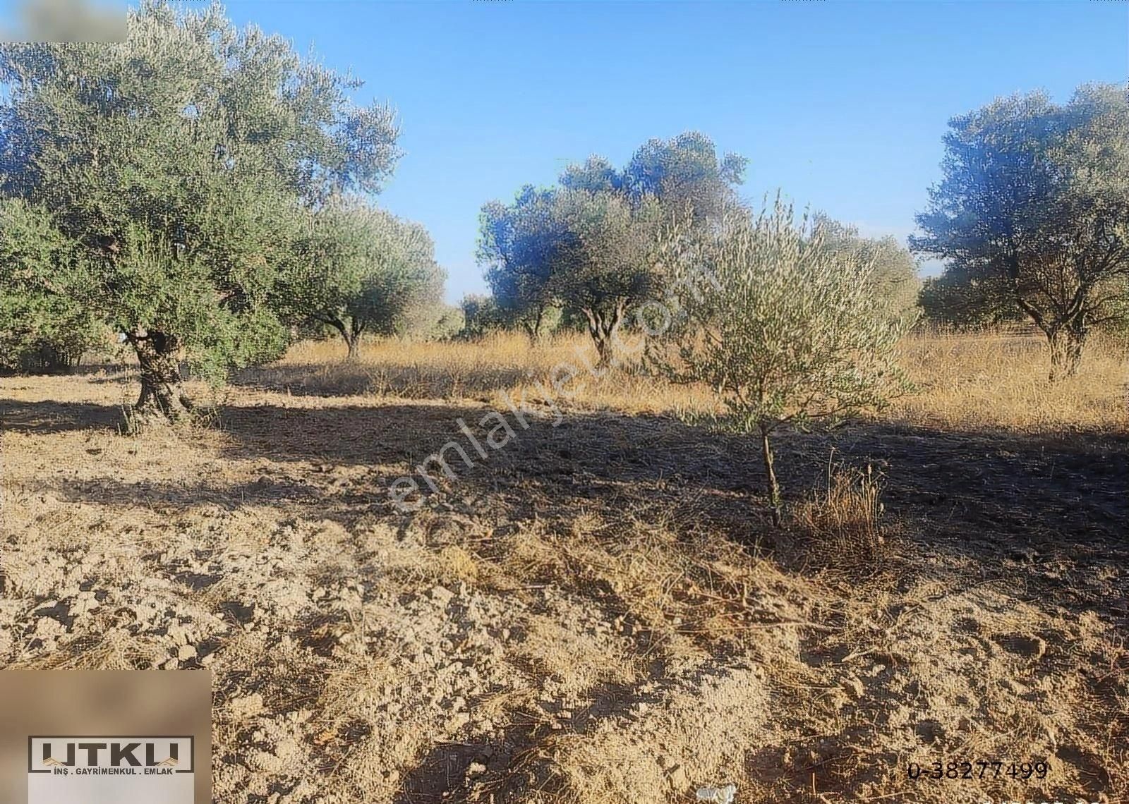 Utku Gayrimenkulden Ballıca Mah 1400 M2 Yola Sıfır Zeytinlik - Görsel 5