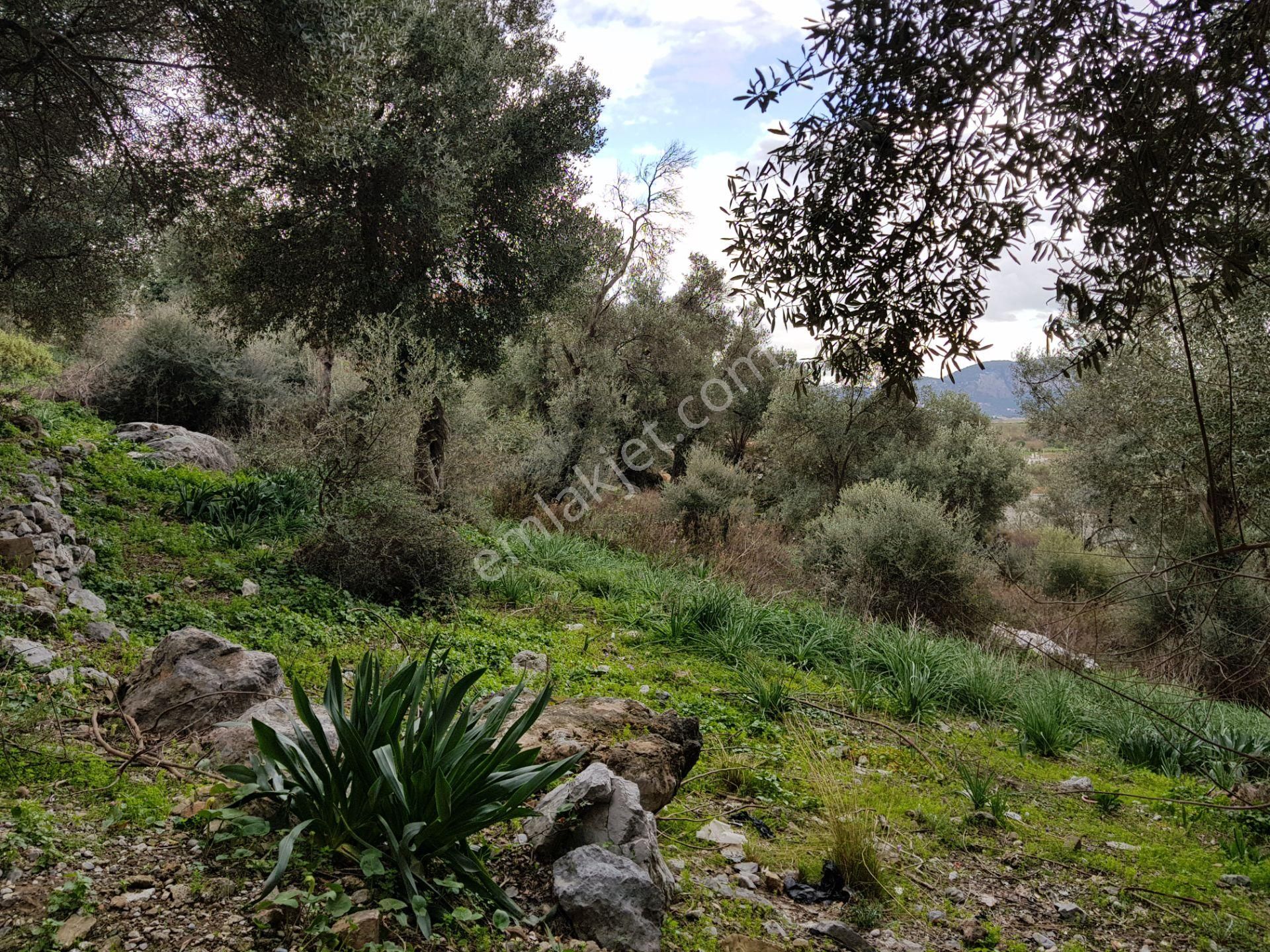 Muğla Ortaca Fevziye'de Satılık 27.250 M2 Deniz Manzaralı Tarla - Görsel 12