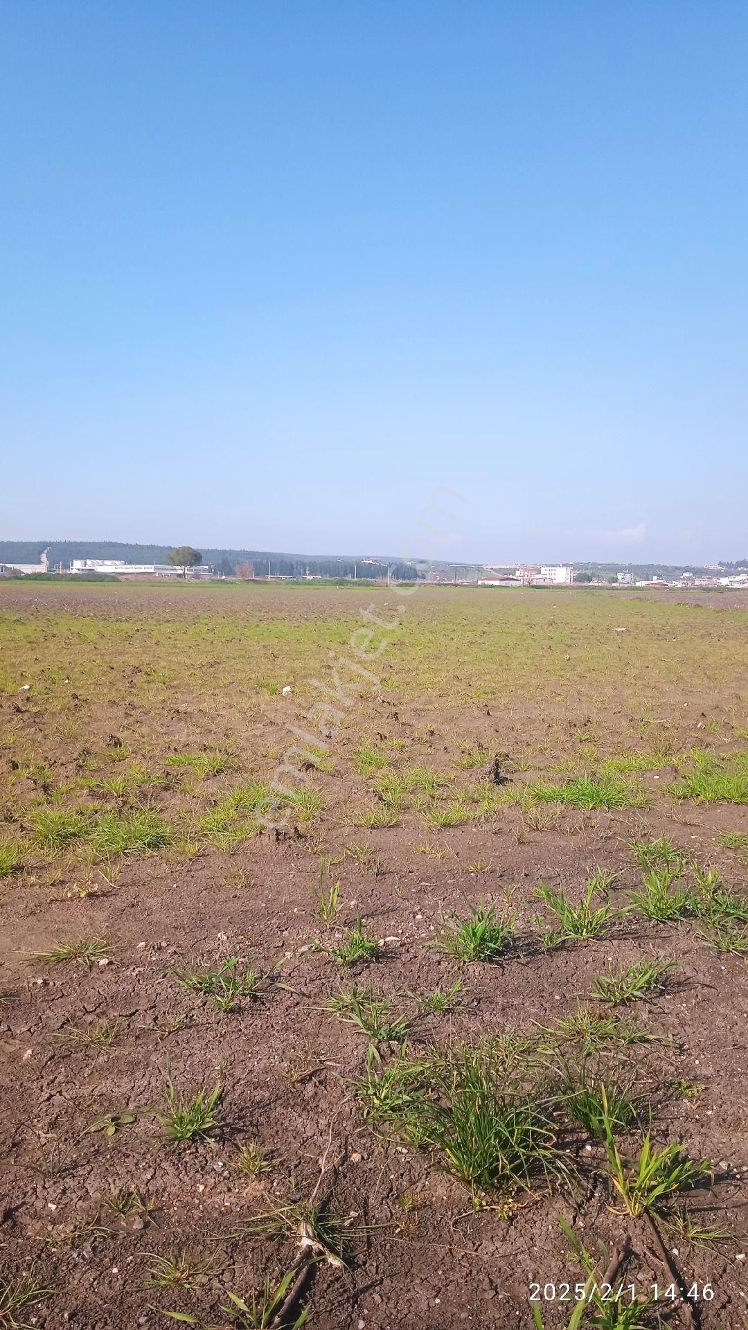 İzmir Pancar Da 20 Dönüm Tek Tapu - Görsel 8