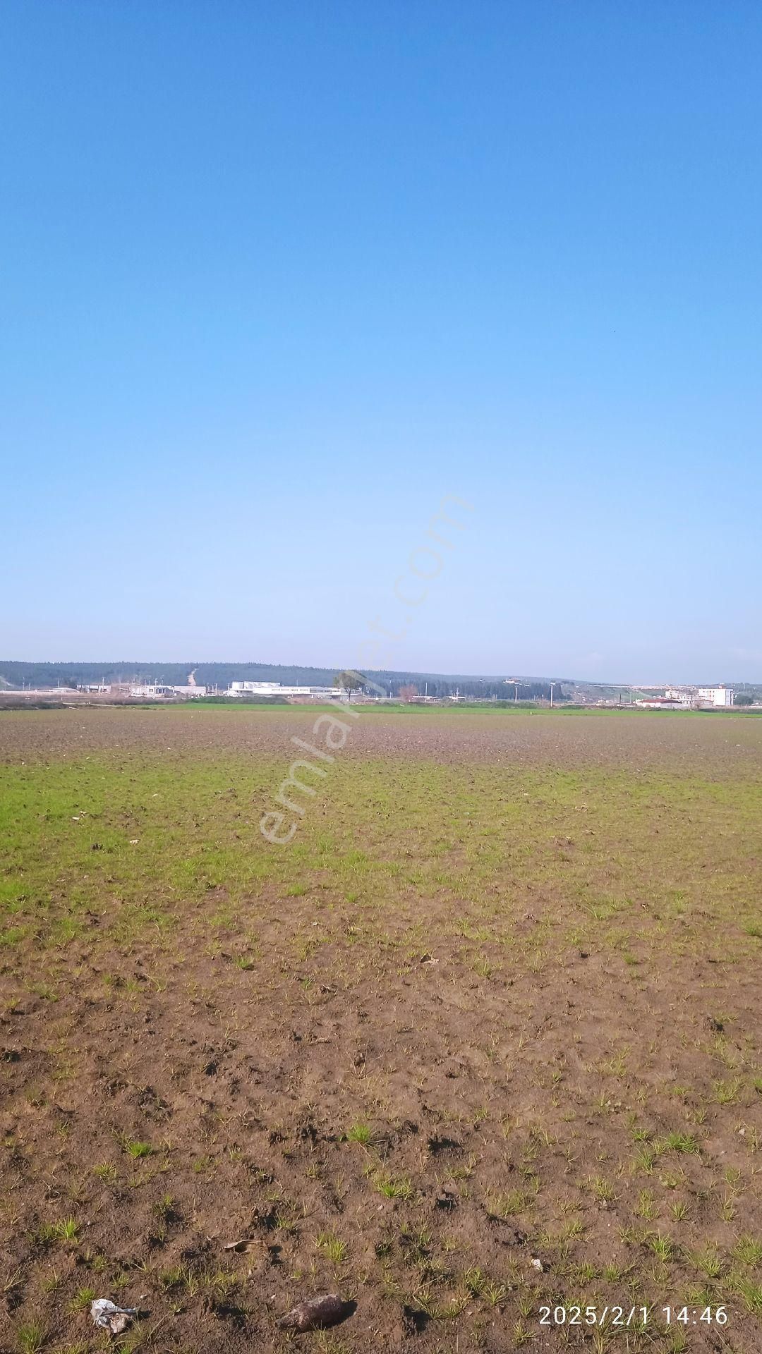 İzmir Pancar Da 20 Dönüm Tek Tapu - Görsel 9