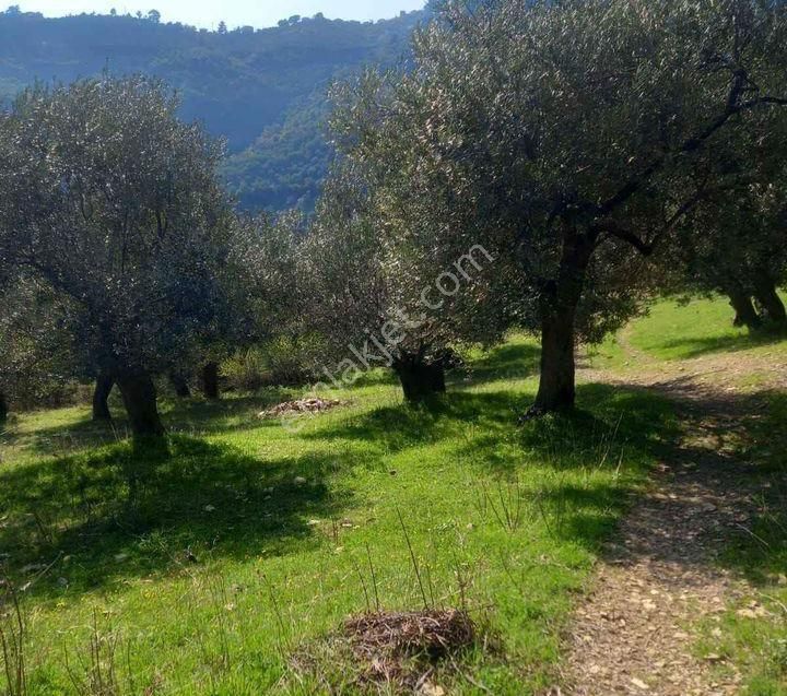 Havran Kocadağ Satılık Daire Balıkesir/Havran kocadağ köyünde 975m2 hobi bahçesi yol,su var