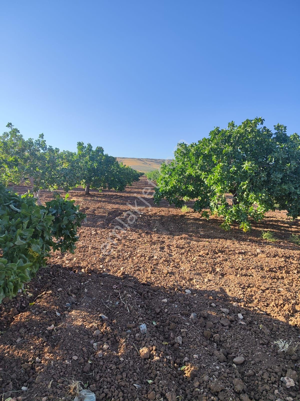 Haliliye Aşağı İçkara Satılık Bağ & Bahçe Yatırımlık fıstıklık