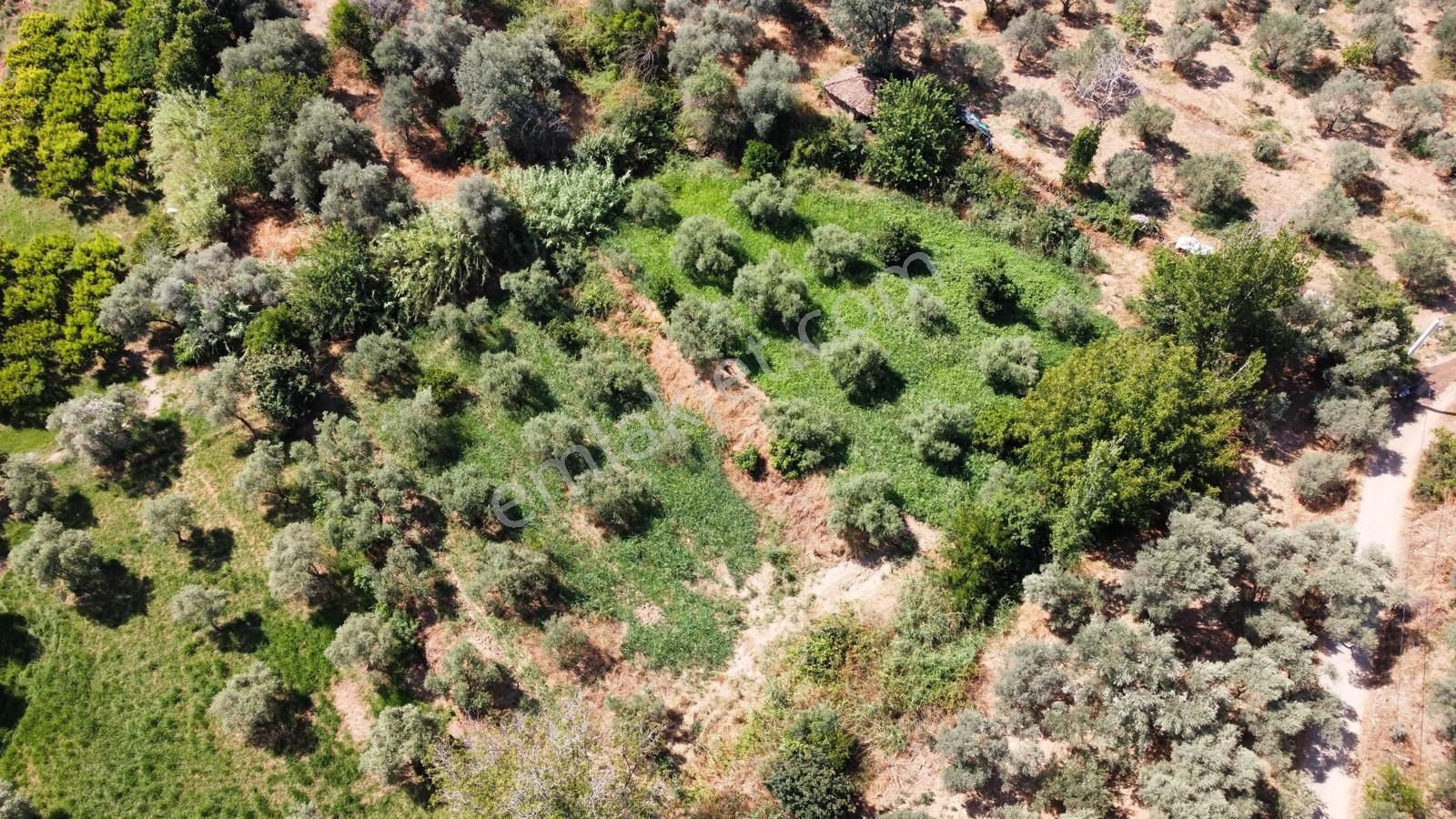 Bozdoğan Kazandere Satılık Zeytinlik Aydın Bozdoğan Kazandere Mah Satılık Zeytinlik