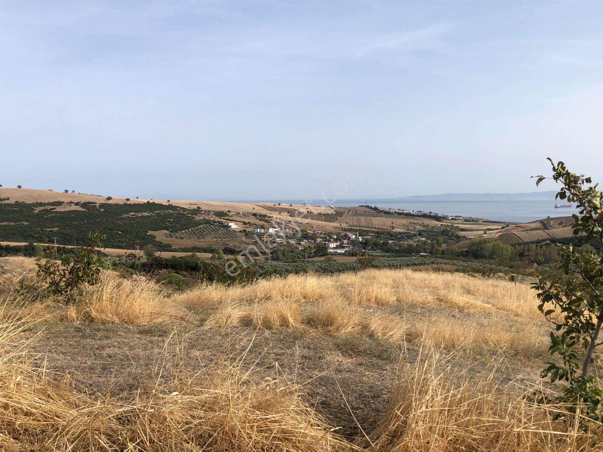 Şarköy De Işık Emlaktan Şenköy Mah De 2900 M2 Çevizlik - Görsel 9
