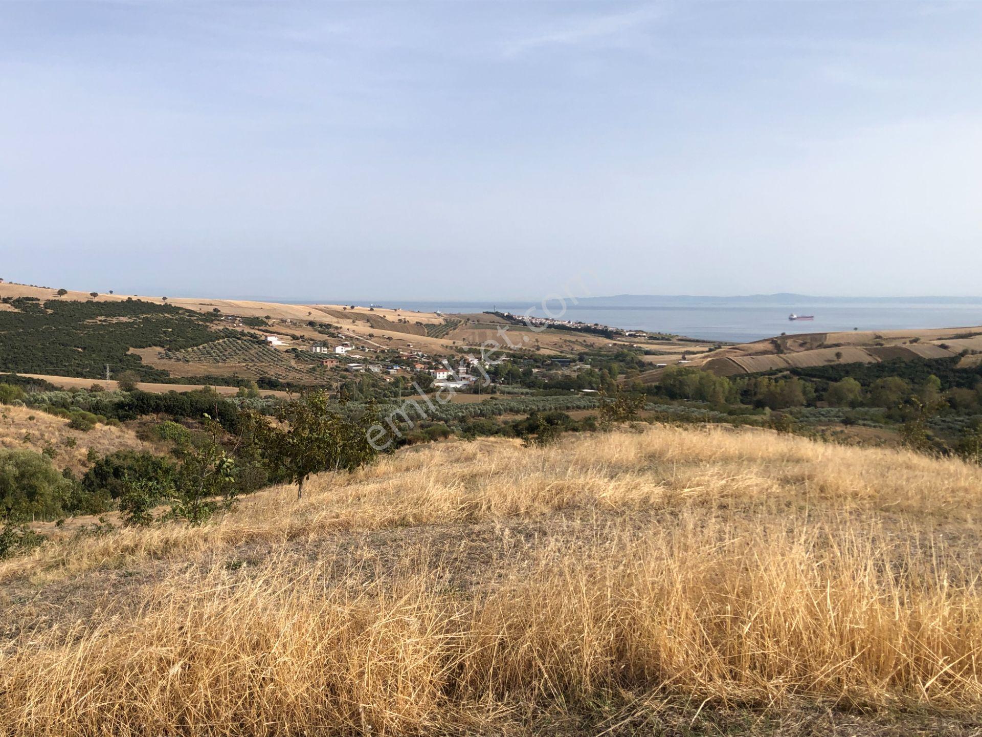 Şarköy De Işık Emlaktan Şenköy Mah De 2900 M2 Çevizlik - Görsel 13