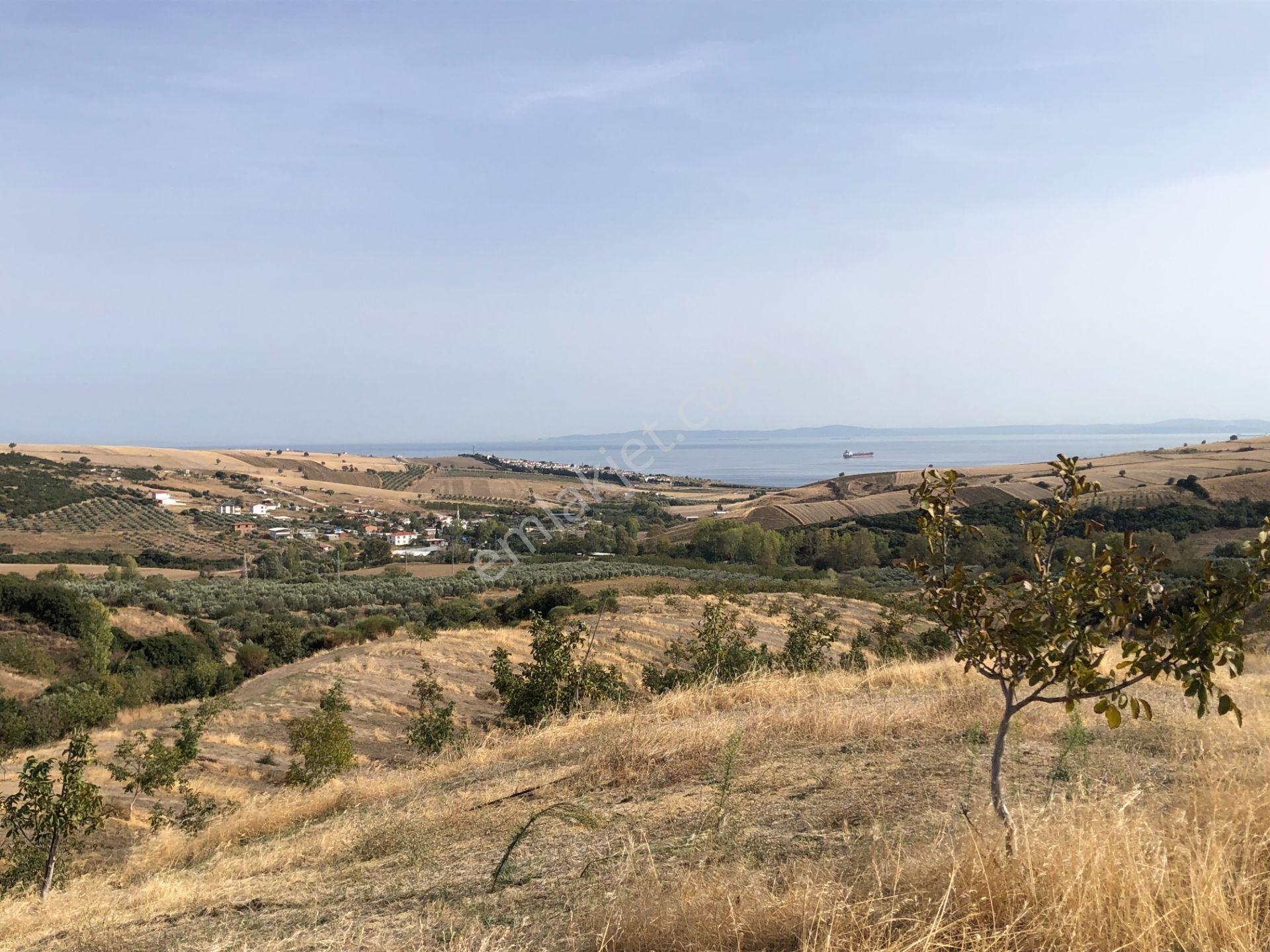 Şarköy De Işık Emlaktan Şenköy Mah De 2900 M2 Çevizlik - Görsel 3