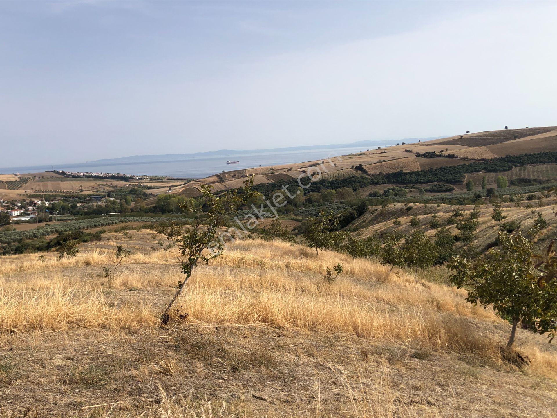 Şarköy De Işık Emlaktan Şenköy Mah De 2900 M2 Çevizlik - Görsel 7