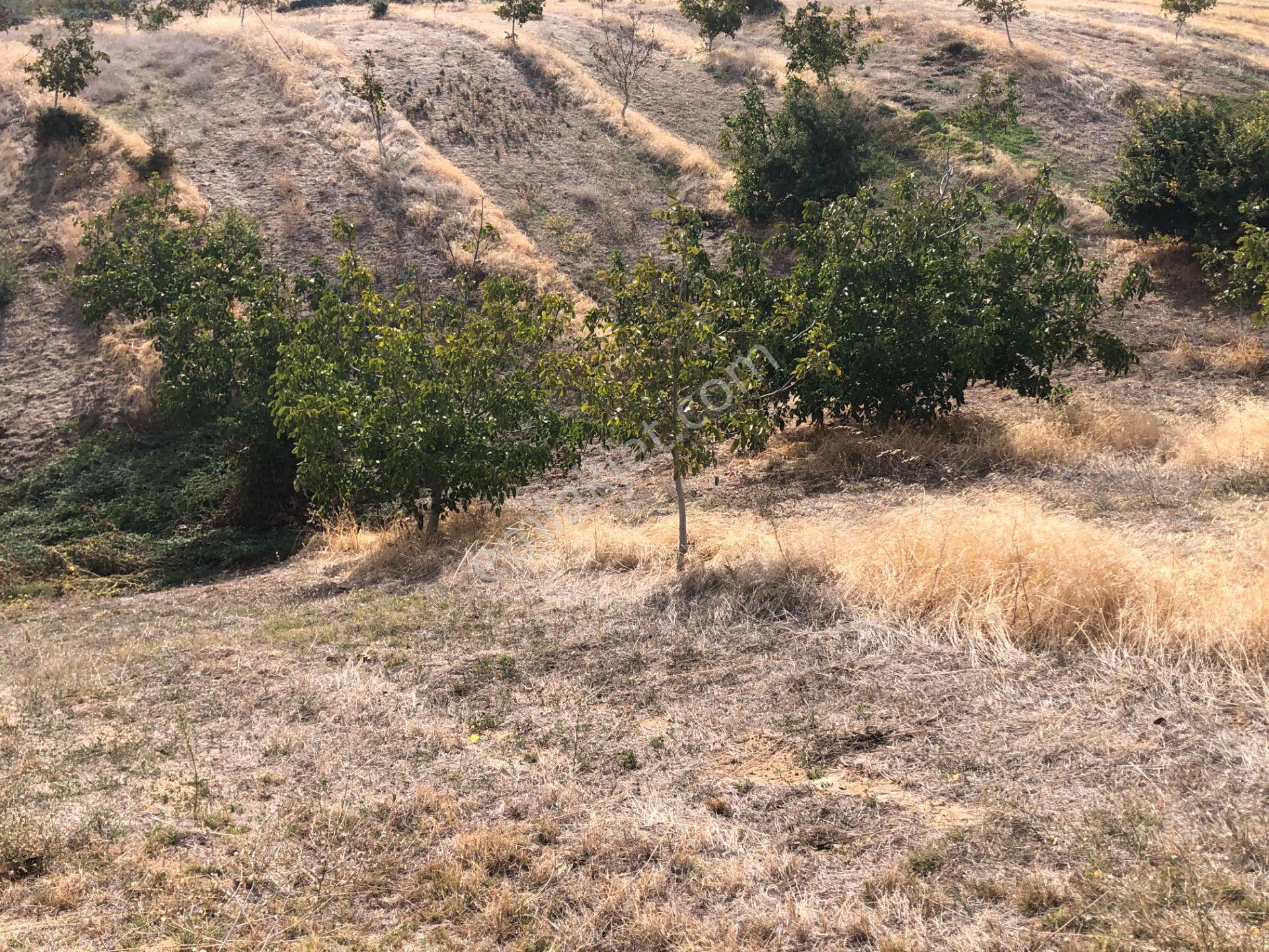 Şarköy De Işık Emlaktan Şenköy Mah De 2900 M2 Çevizlik - Görsel 15