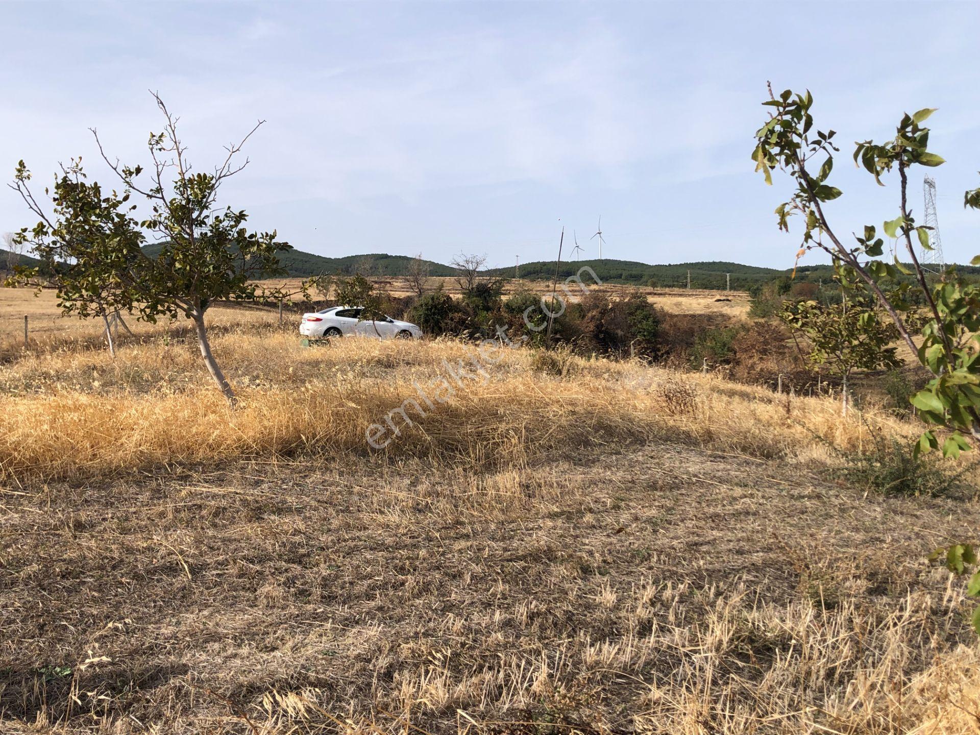 Şarköy De Işık Emlaktan Şenköy Mah De 2900 M2 Çevizlik - Görsel 8